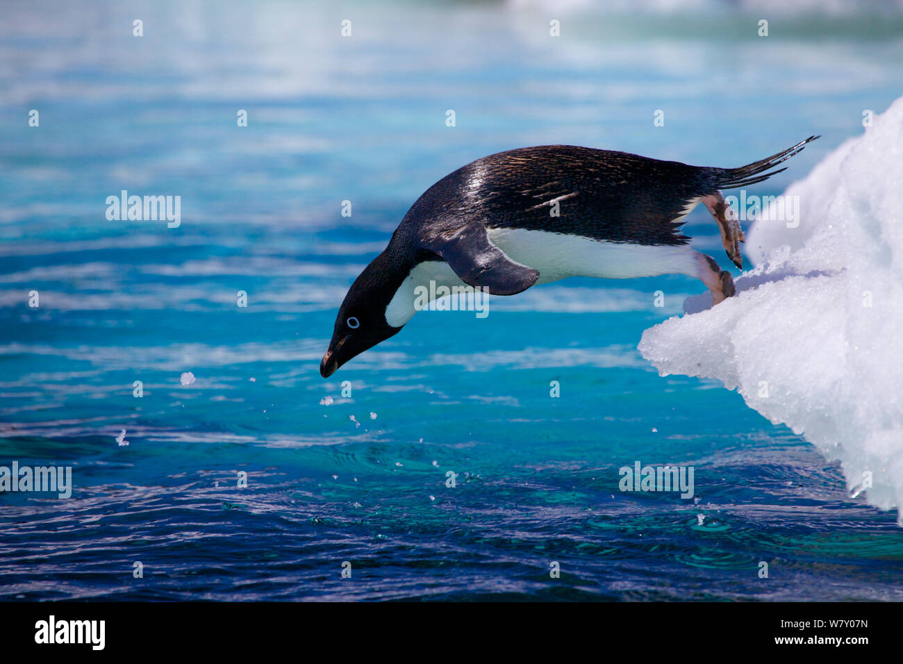 Adelie penguin (Pygoscelis adeliae) diving into the sea, Antarctica. Stock Photo