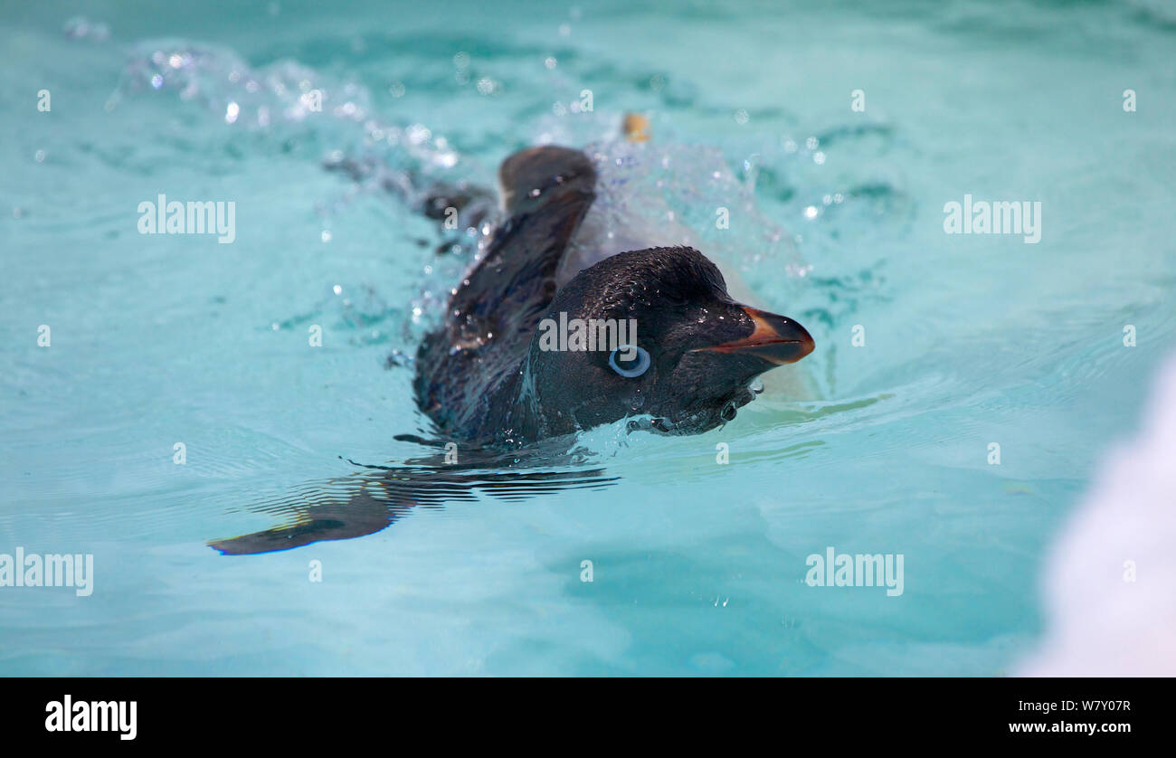 Adelie penguin hi-res stock photography and images - Alamy