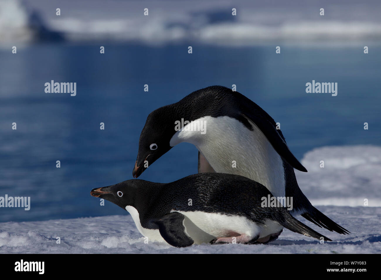 Adelie penguins (Pygoscelis adeliae) copulating, Antarctica. Stock Photo