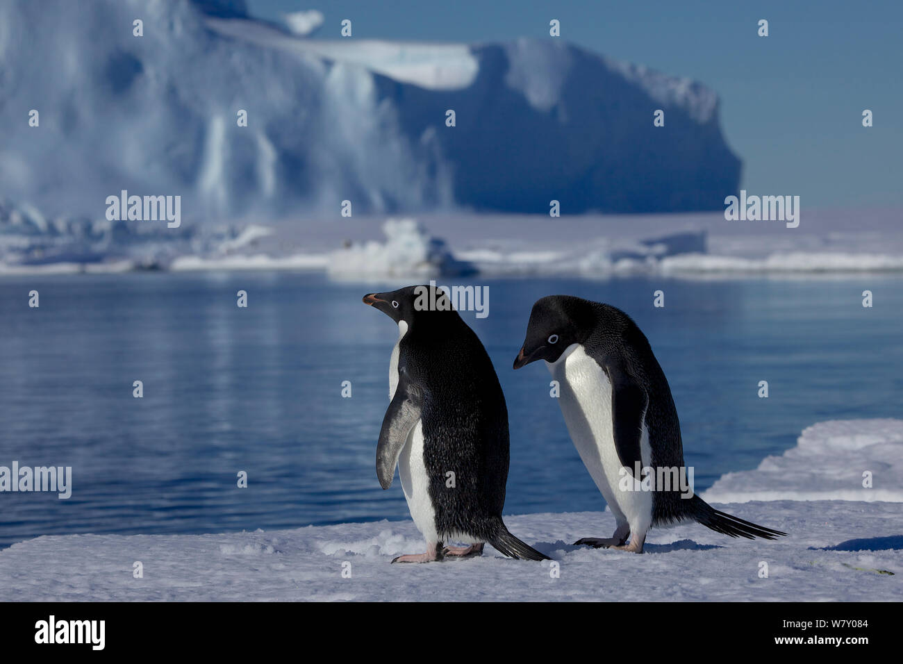 Adelie penguin (Pygoscelis adeliae) pair bonding, Antarctica. Stock Photo
