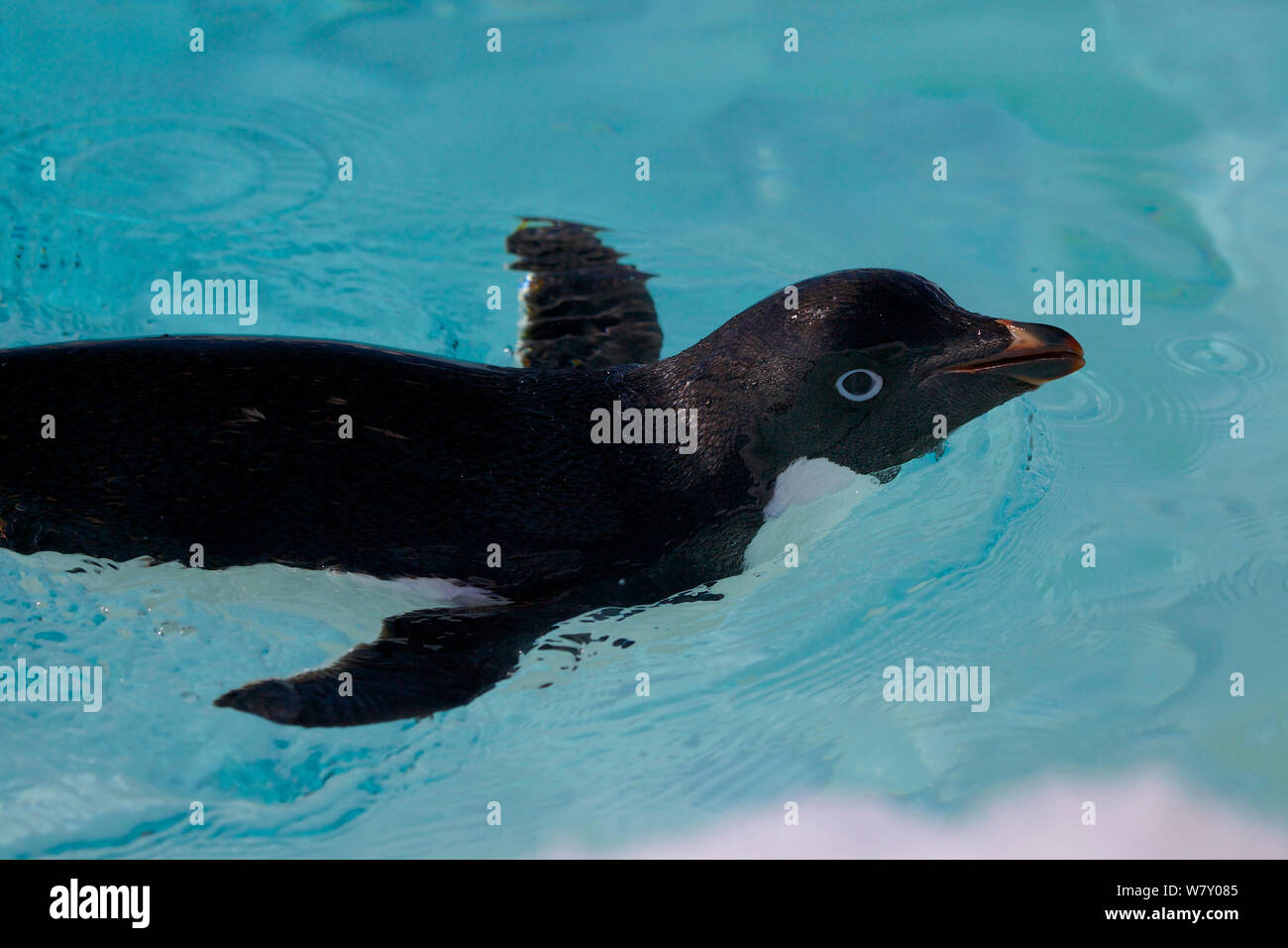 Adelie penguin hi-res stock photography and images - Alamy