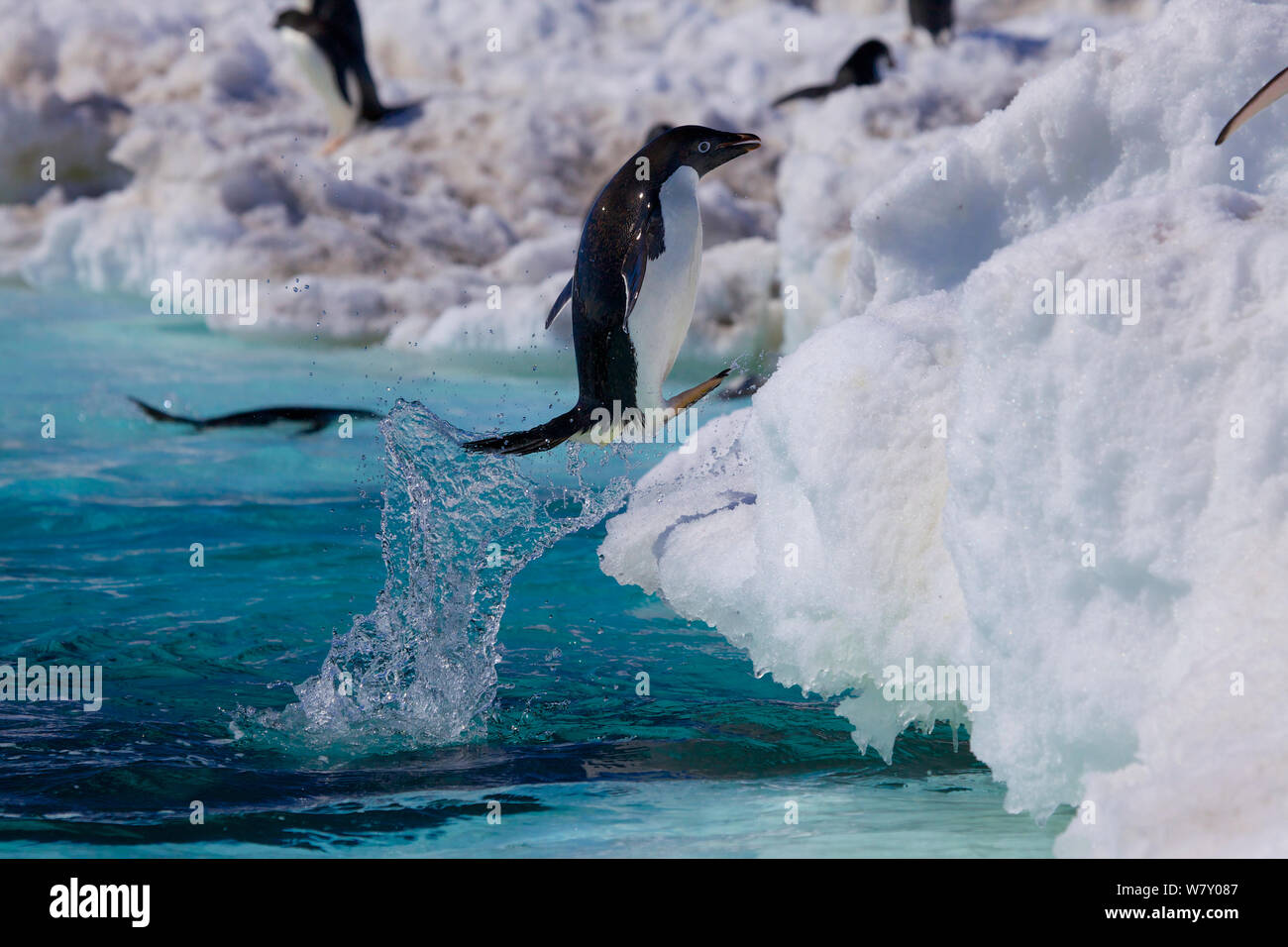 Adelie penguin (Pygoscelis adeliae) jumping out of the water, Antarctica. Stock Photo
