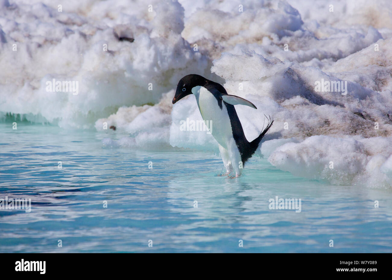 Adelie penguin (Pygoscelis adeliae) jumping into the sea, Antarctica. Stock Photo