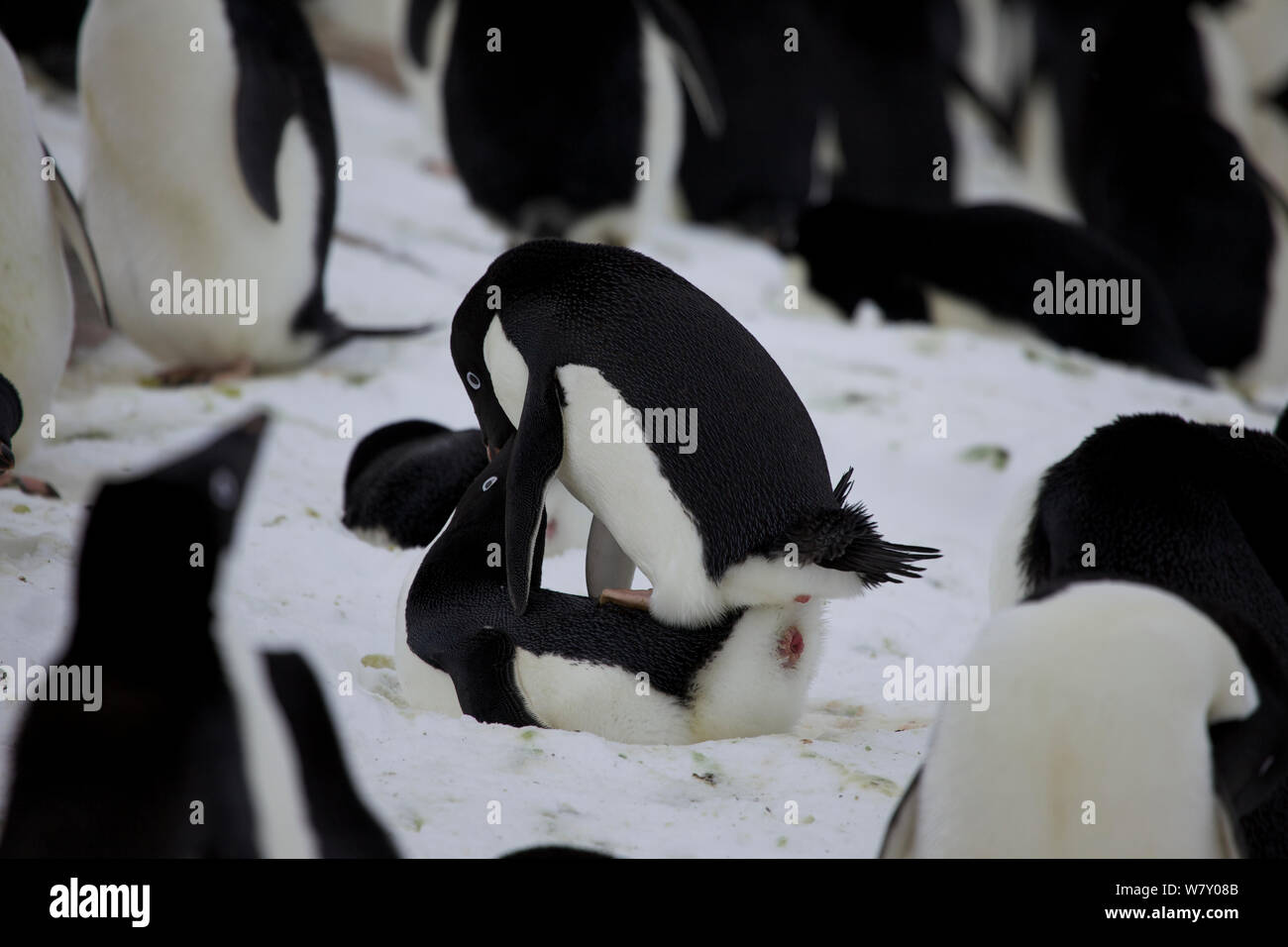 Adelie penguin (Pygoscelis adeliae) pair mating, Antarctica. Stock Photo