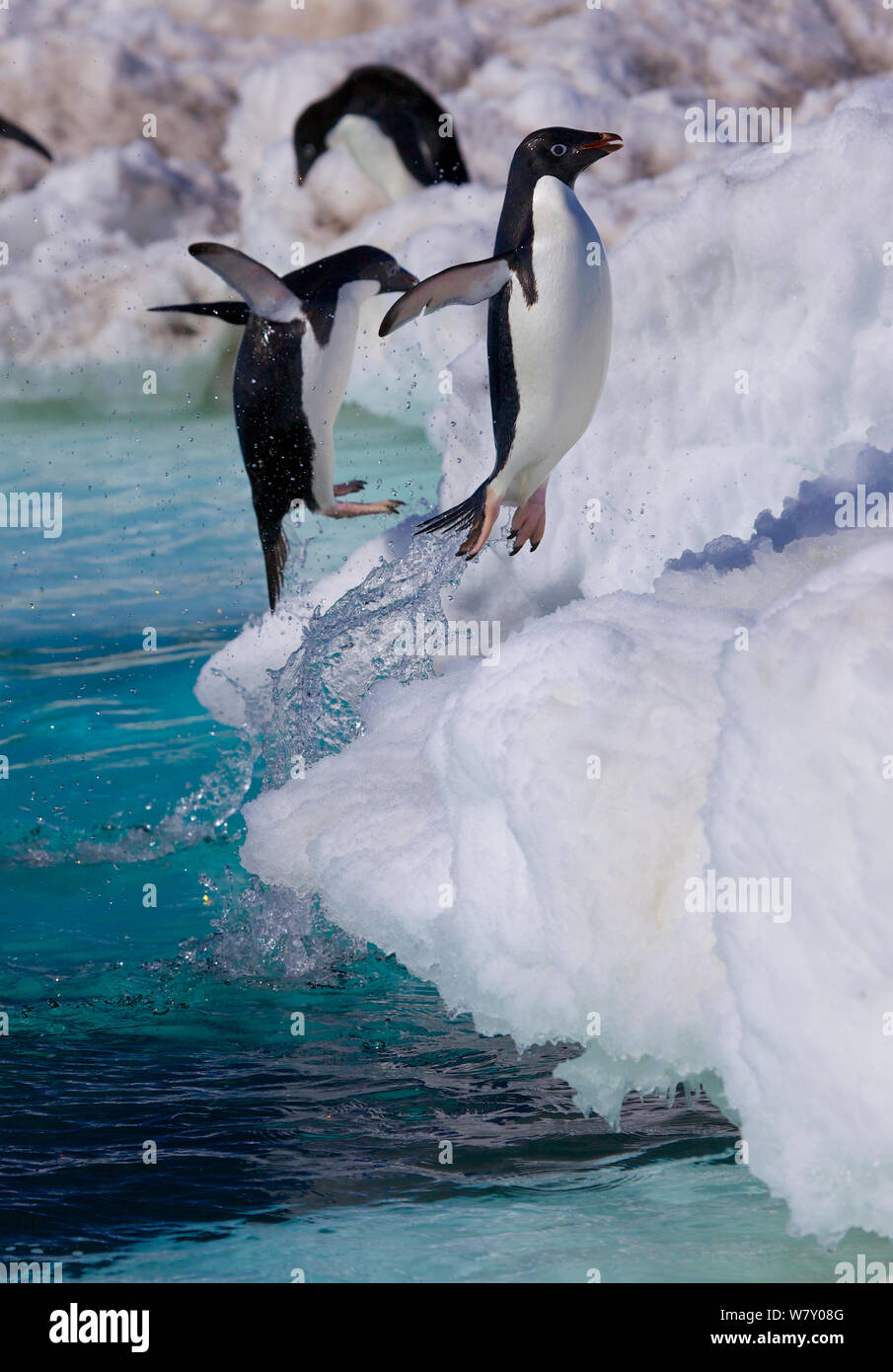 Adelie penguin (Pygoscelis adeliae) jumping out of the water, Antarctica. Stock Photo