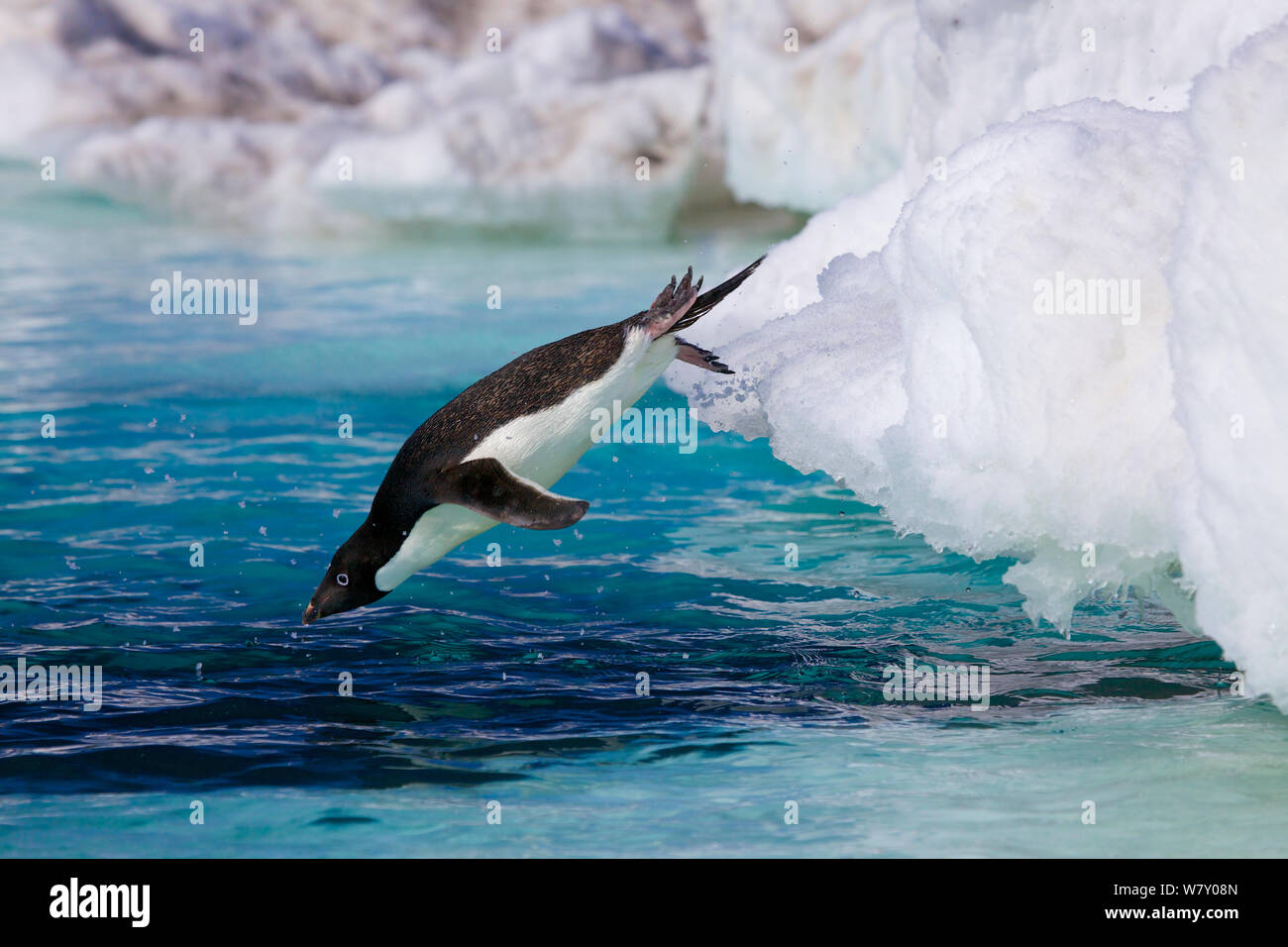 Adelie penguin (Pygoscelis adeliae) diving into sea, Antarctica. Stock Photo