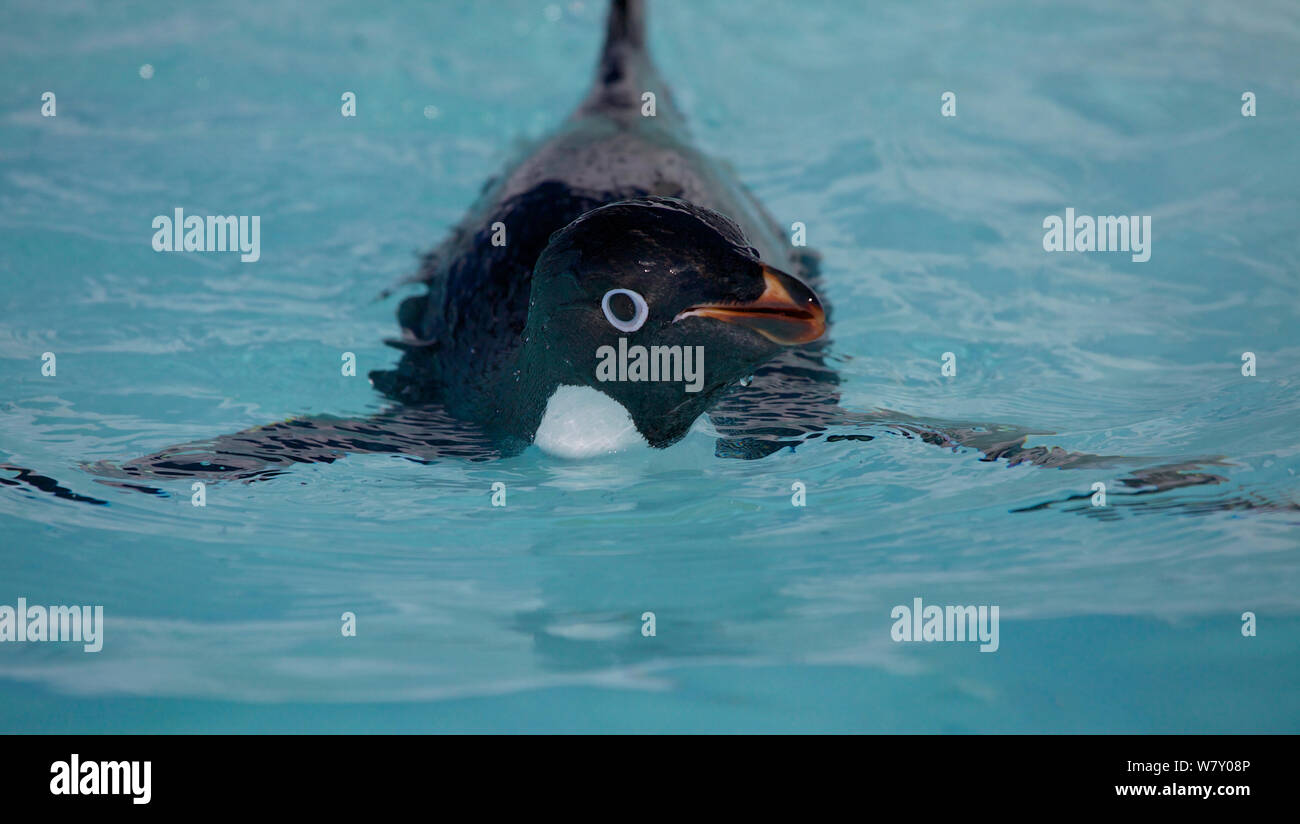 Adelie penguin (Pygoscelis adeliae) swimming at surface, Antarctica. Stock Photo