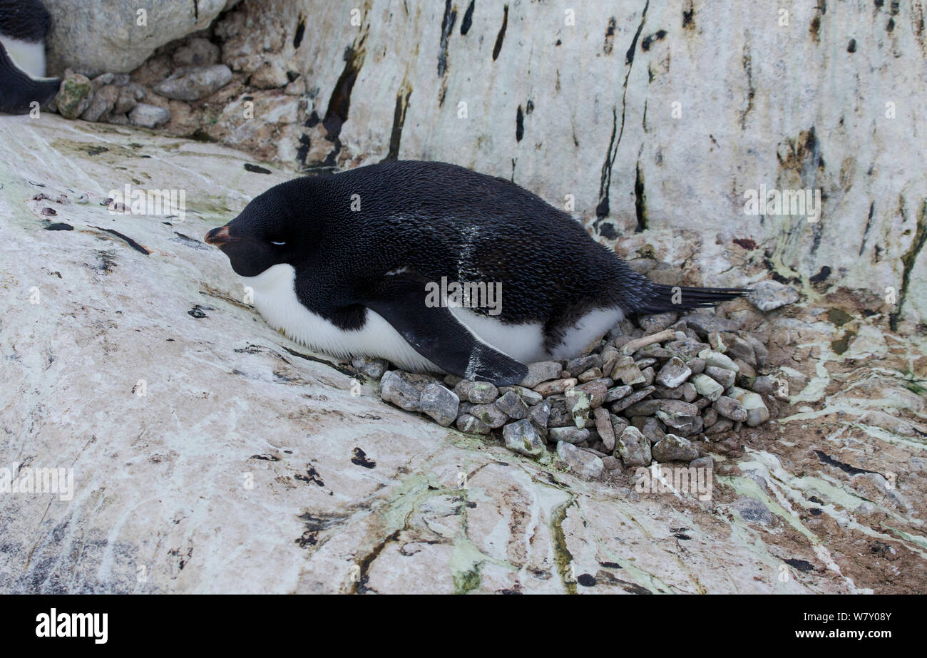 Adelie penguin (Pygoscelis adeliae) incubating on a nest made out of many small stones, Antarctica. Stock Photo