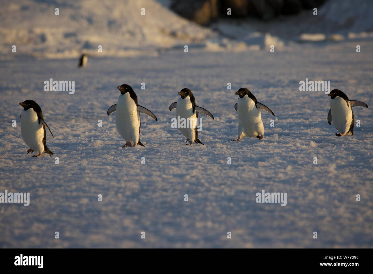 Adelie penguin (Pygoscelis adeliae) group of five, returning from the sea, Antarctica. Stock Photo