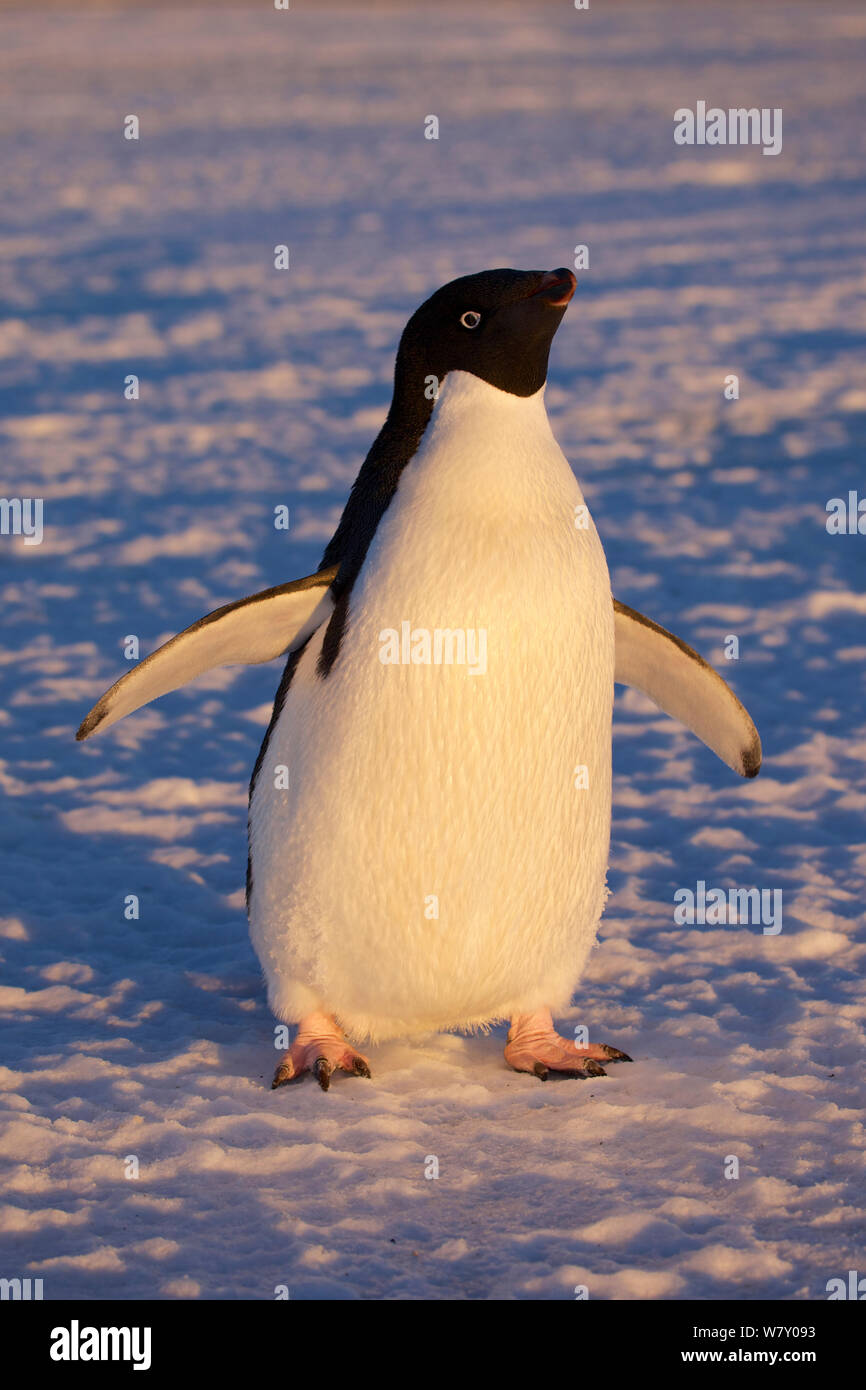 Adelie penguin (Pygoscelis adeliae) portrait, Antarctica. Stock Photo