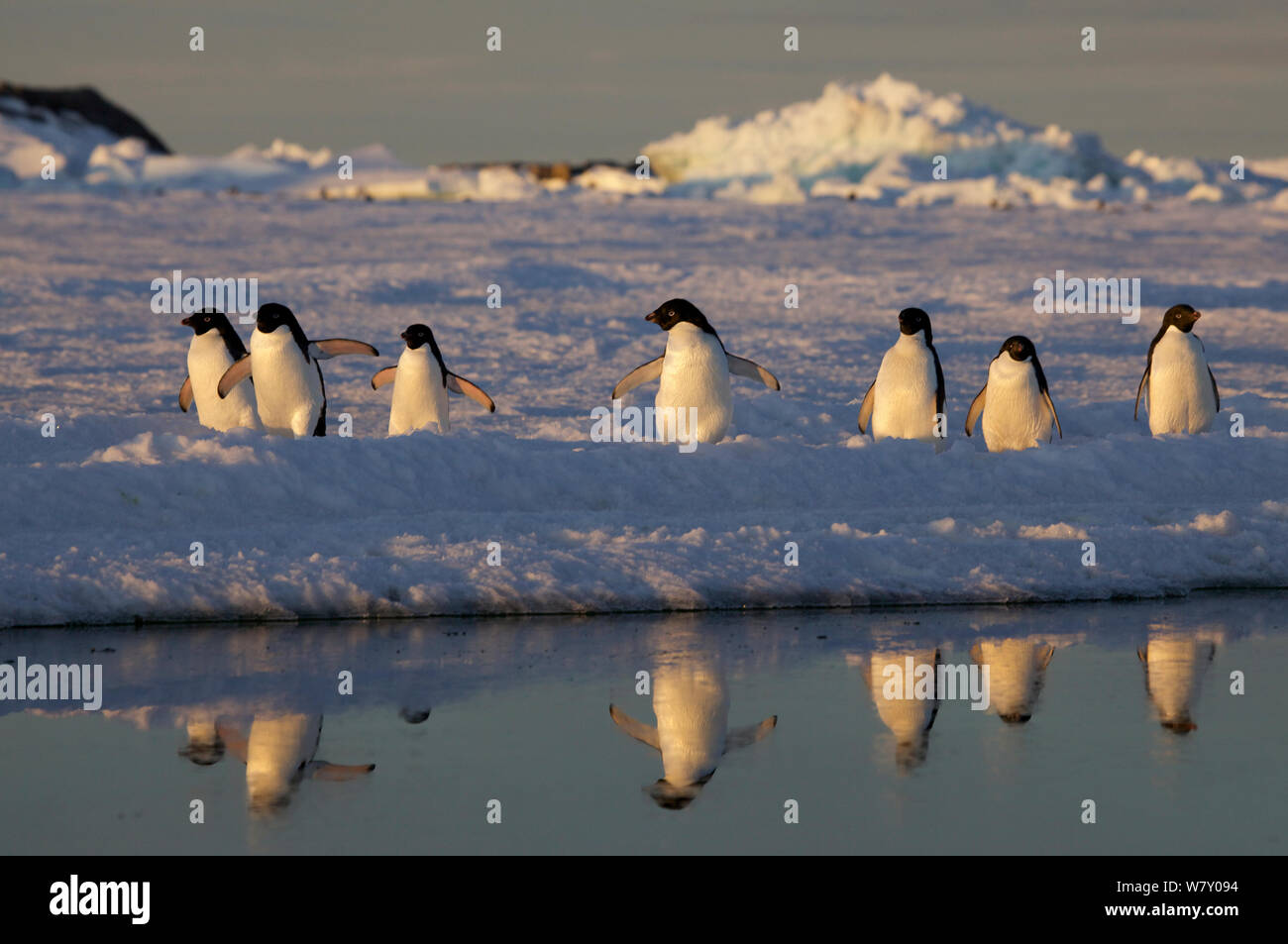 Adelie penguins (Pygoscelis adeliae) travelling in group, Antarctica. Stock Photo