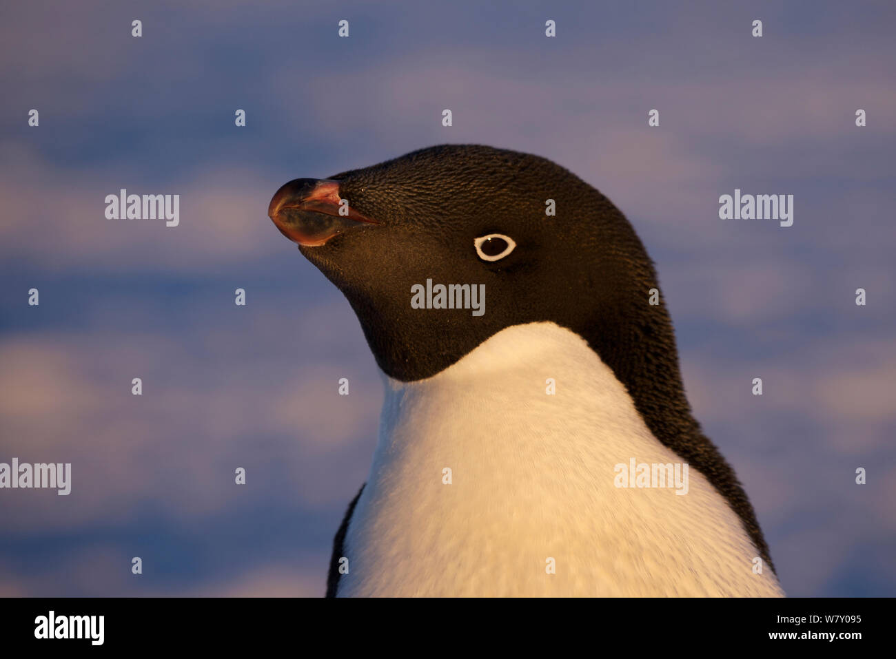 Adelie penguin (Pygoscelis adeliae) close Up portrait, Antarctica. Stock Photo