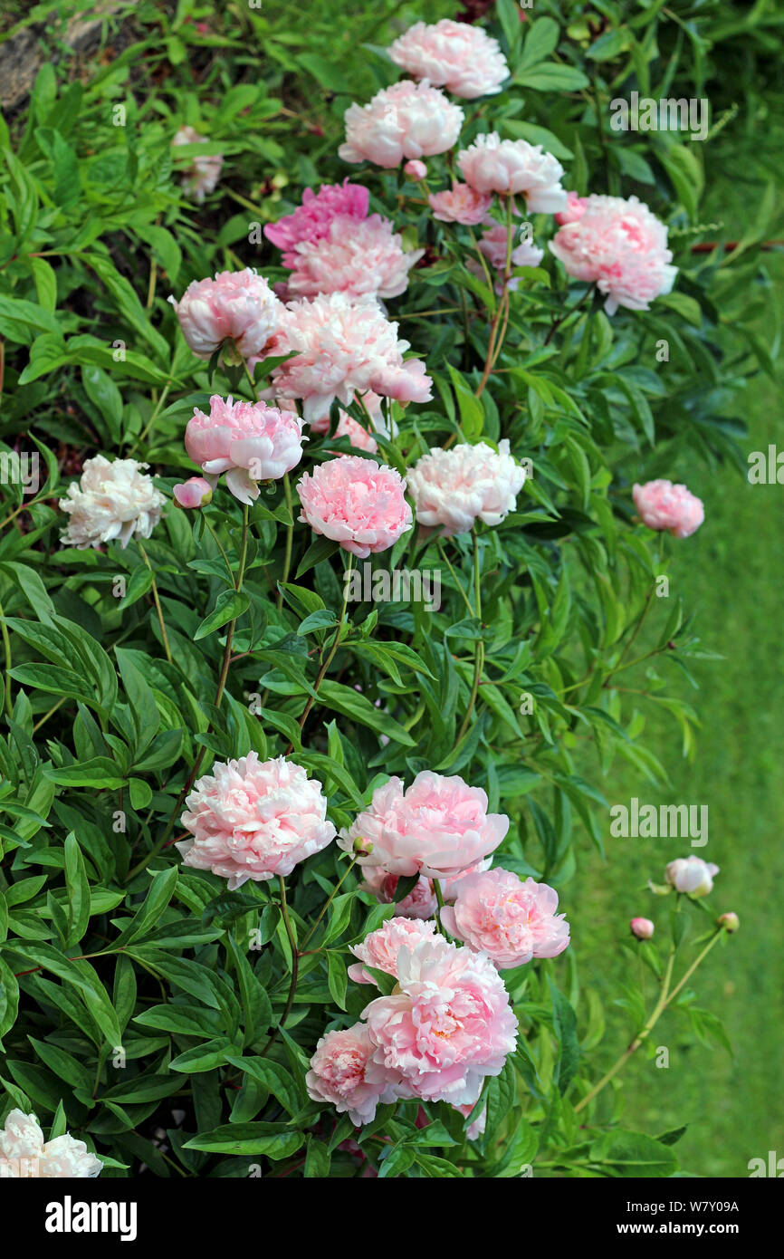 Pink blush peony flower in garden under sunshine Stock Photo Alamy