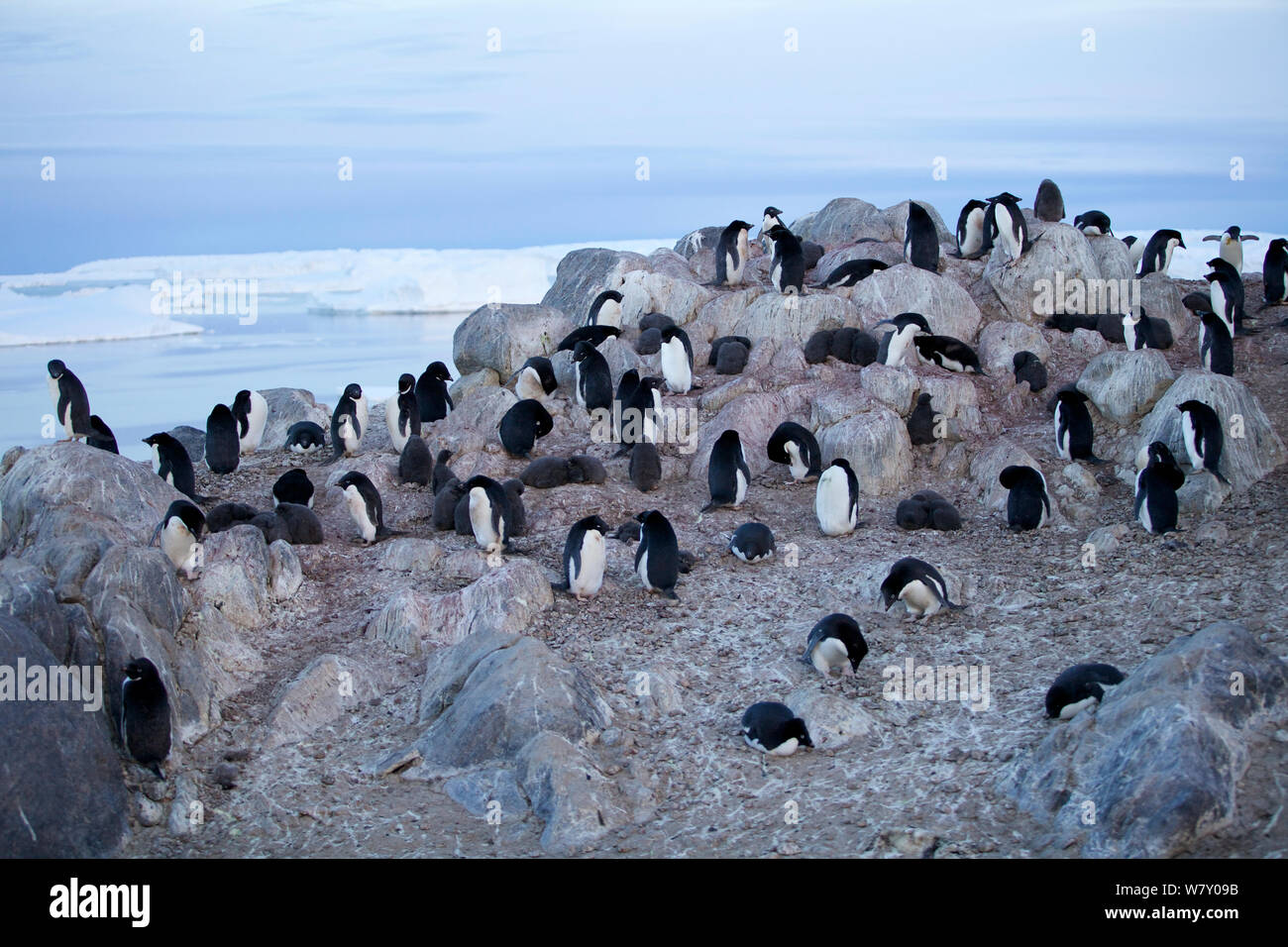 Adelie penguin (Pygoscelis adeliae)  chick creche, Antarctica. Stock Photo