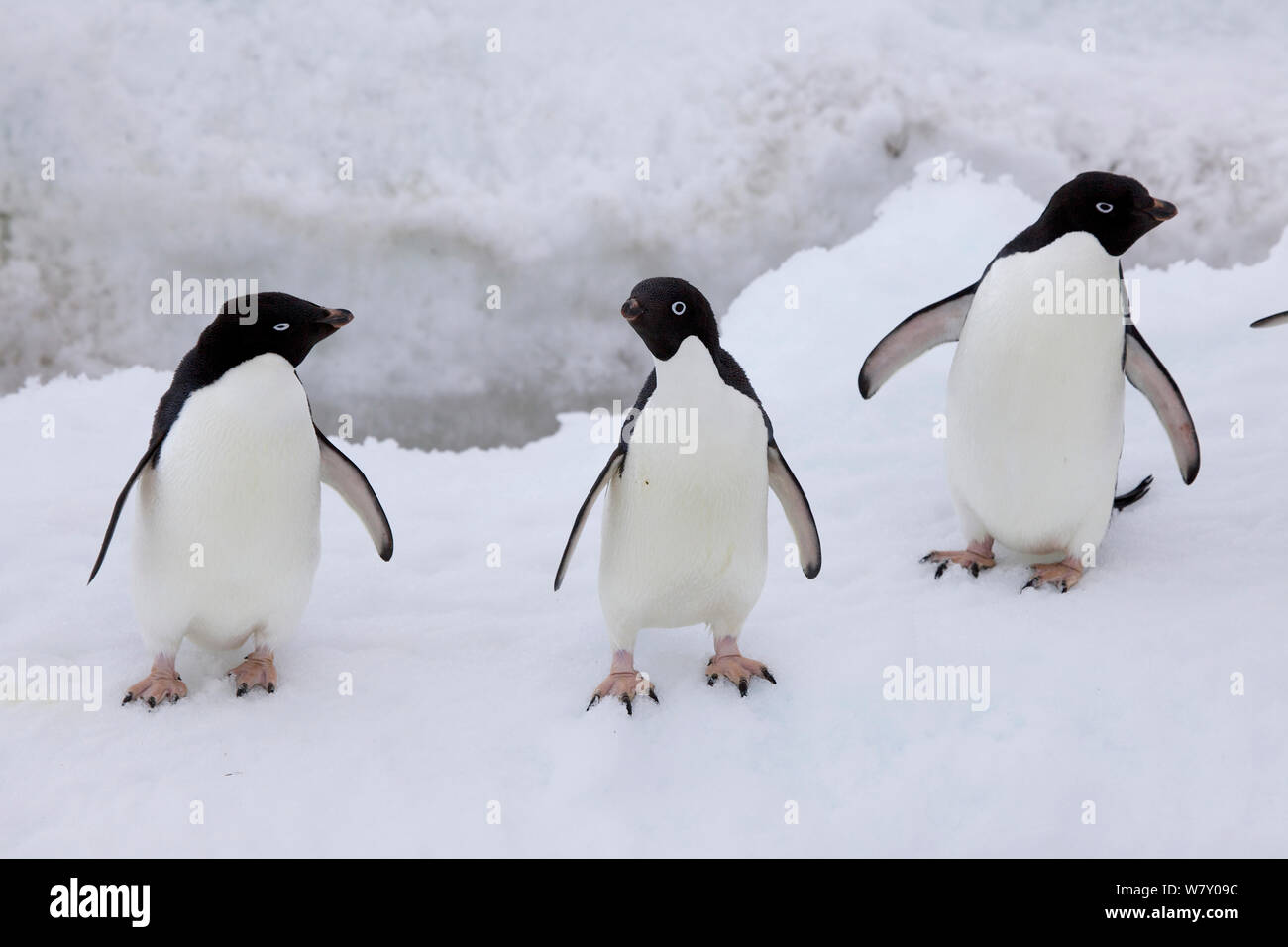 Adelie penguin (Pygoscelis adeliae) group of three, Antarctica. Stock Photo