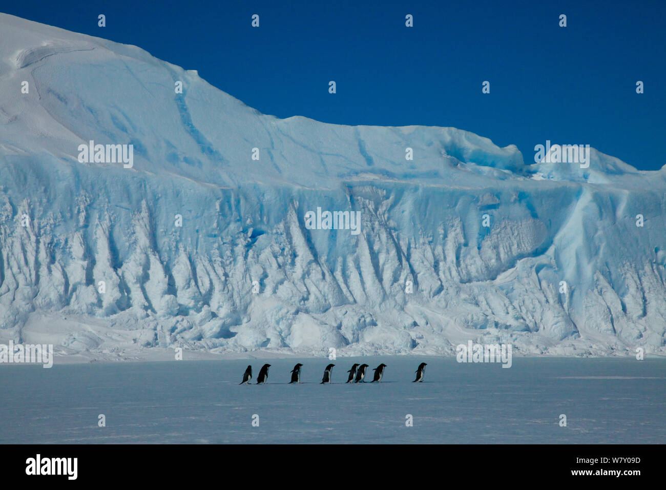 Adelie penguin (Pygoscelis adeliae) group crossing ice to sea edge to feed, Antarctica. Stock Photo