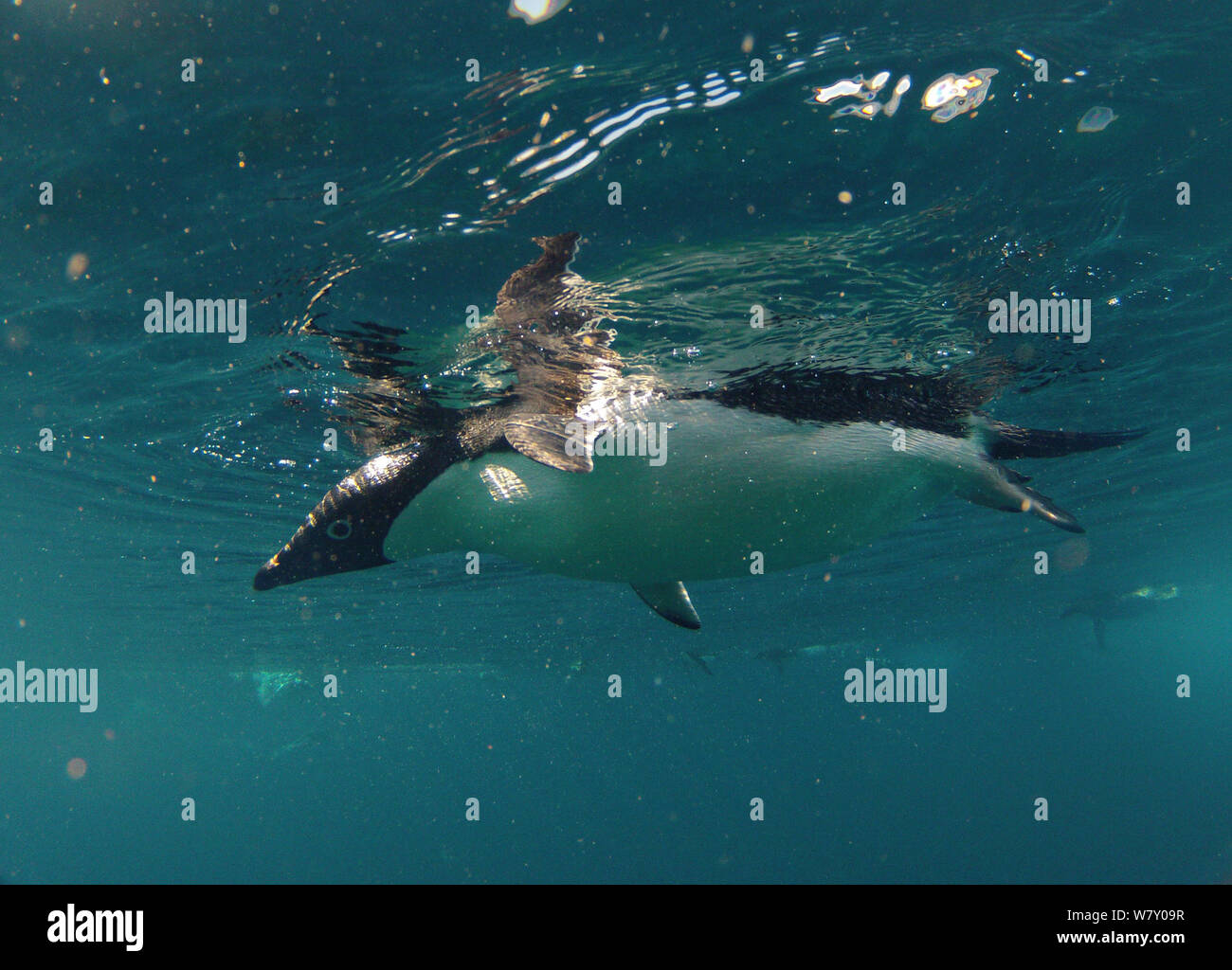 Adelie penguin (Pygoscelis adeliae) swimming near surface, Antarctica. Small reproduction only. Stock Photo