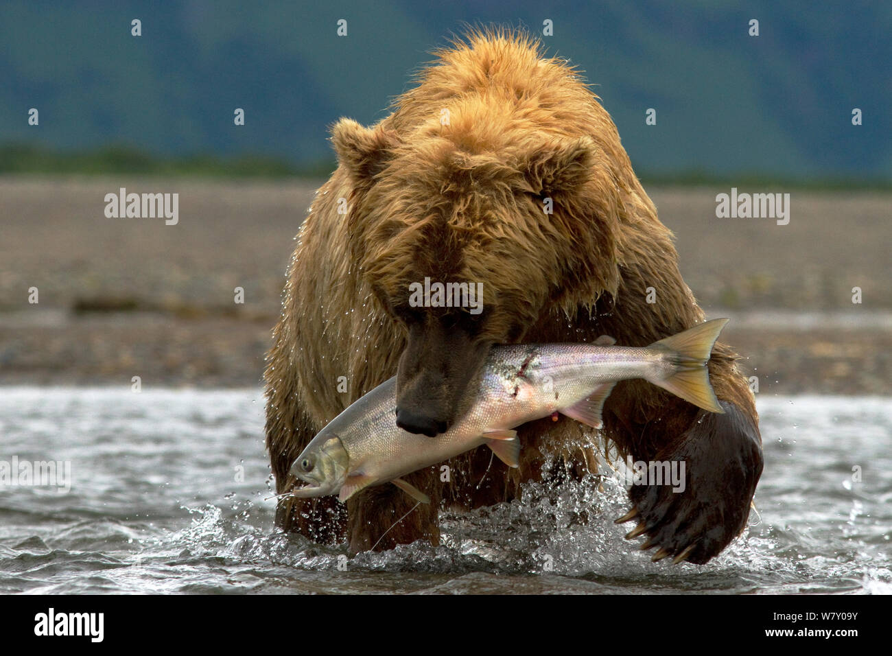 Grizzly bear (Ursus arctos horribilis) carrying Chum salmon (Oncorhynchus keta) Katmai National Park, Alaska, USA, August. Stock Photo