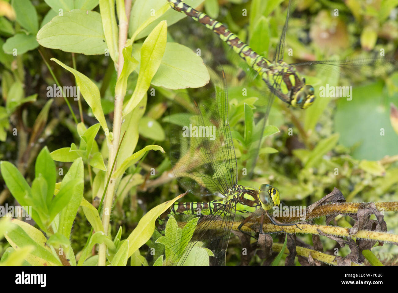 Two dragonflies together laying eggs, one flying, ovipositing,Southern Hawker, Aeshna cyanea, injecting eggs into stem of Water Forget-me-not. Stock Photo