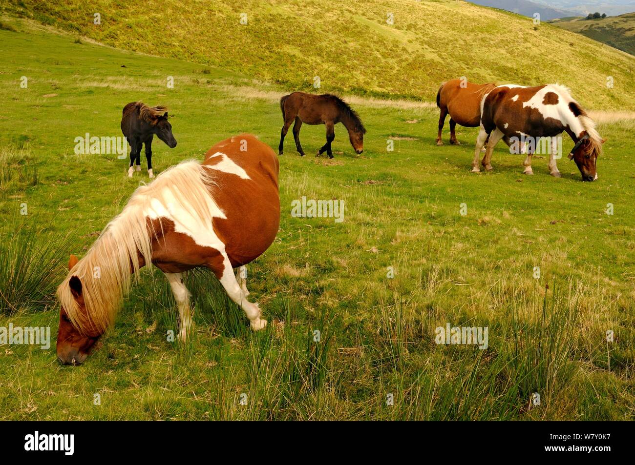 Pottok/pottoka ponies (Equus ferus caballus) grazing in the Basque mountain, Pyrenees, France. August. Stock Photo