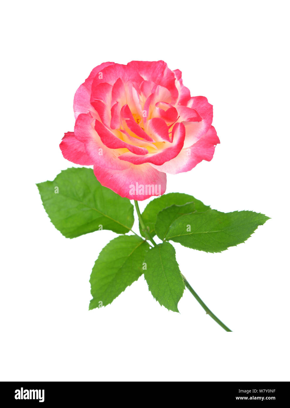 a beautiful pink rose isolated on white background Stock Photo - Alamy