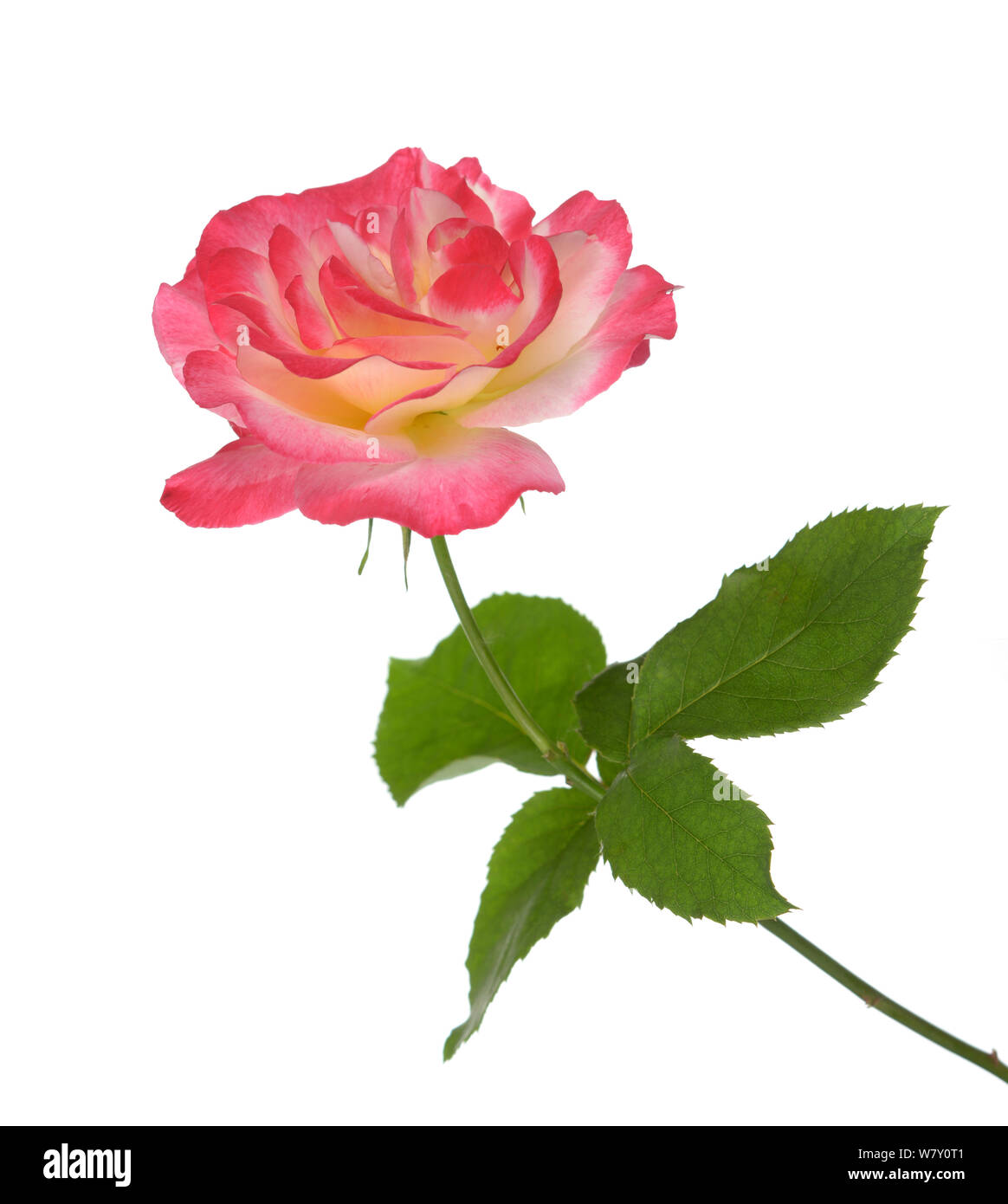 a beautiful pink rose isolated on white background Stock Photo - Alamy