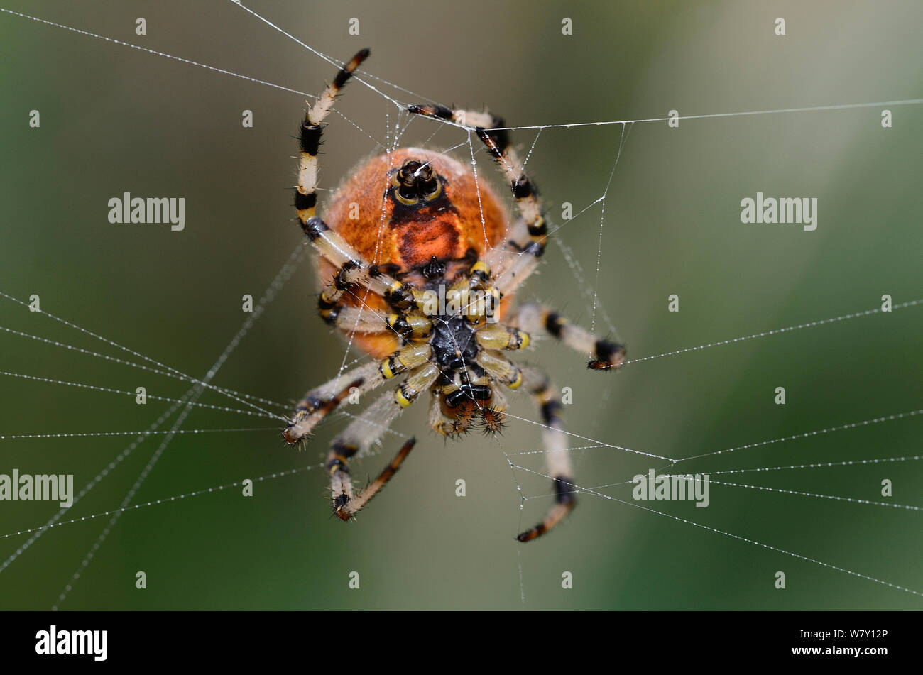 Four-spot orb-weaver (Araneus quadratus) spinning web. Dorset, UK September. Stock Photo