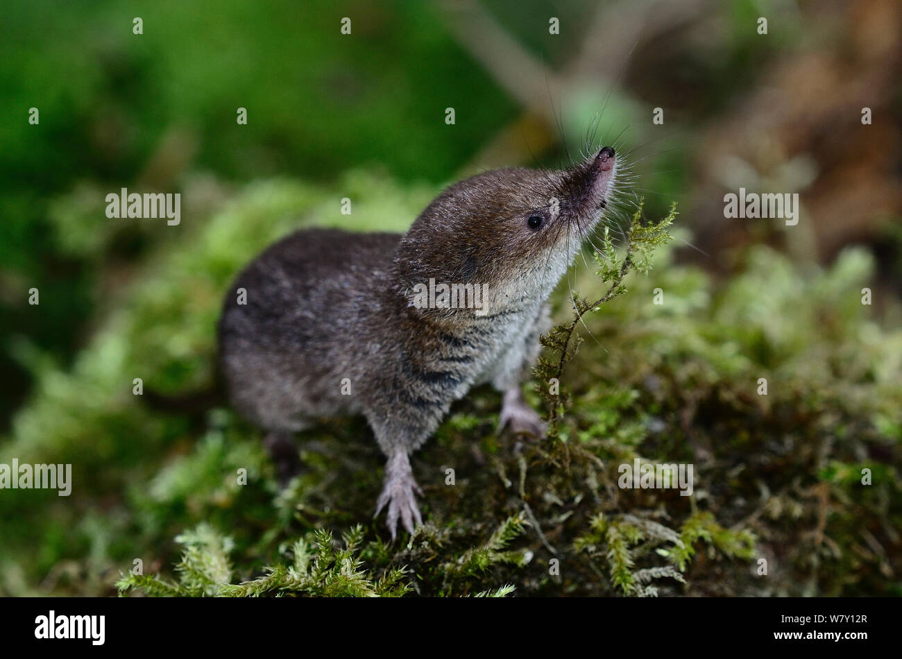 Common shrew (Sorex araneus) Dorset, UK September Stock Photo Alamy