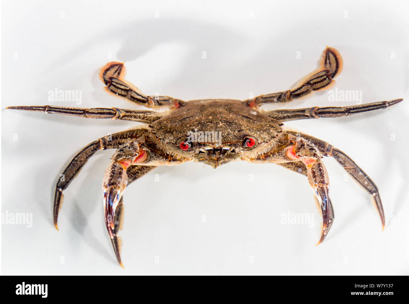 Velvet swimming crab (Necora puber) Brittany, France, January. Stock Photo