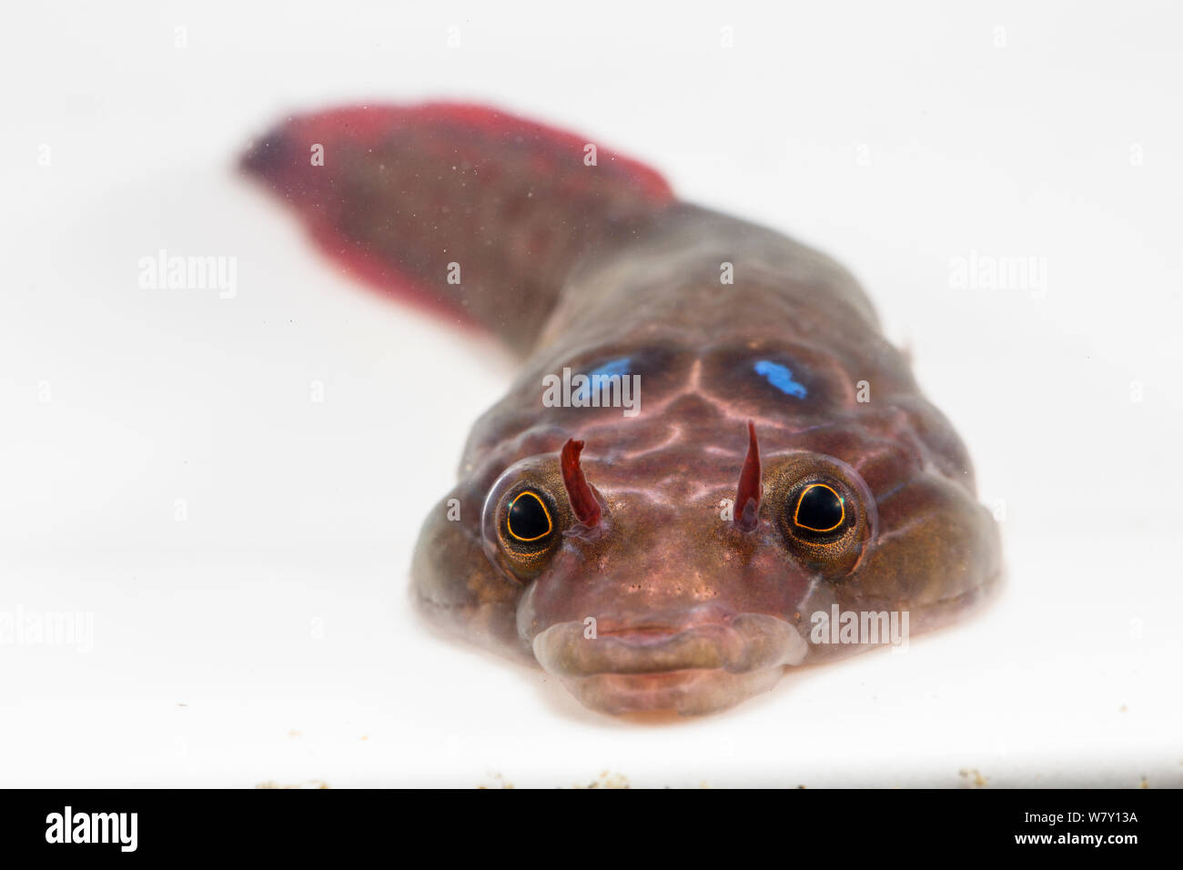 Shore clingfish / Cornish sucker (Lepadogaster lepadogaster) portrait, Brittany, France, January. Stock Photo