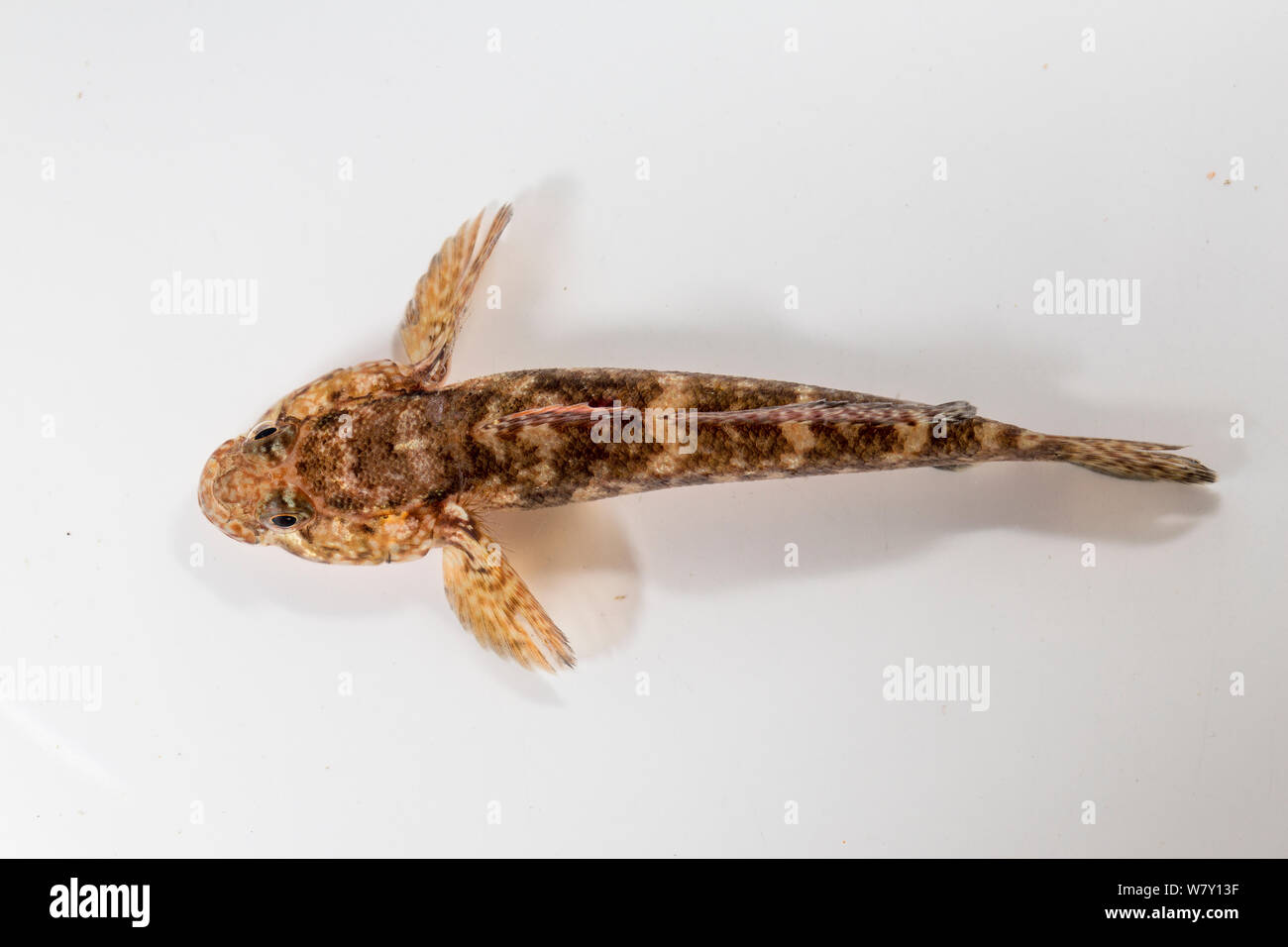 Rock goby (Gobius paganellus) dorsal view. Brittany, France, January. Stock Photo