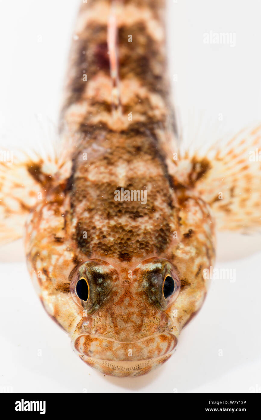 Rock goby (Gobius paganellus) portrait. Brittany, France, January. Stock Photo