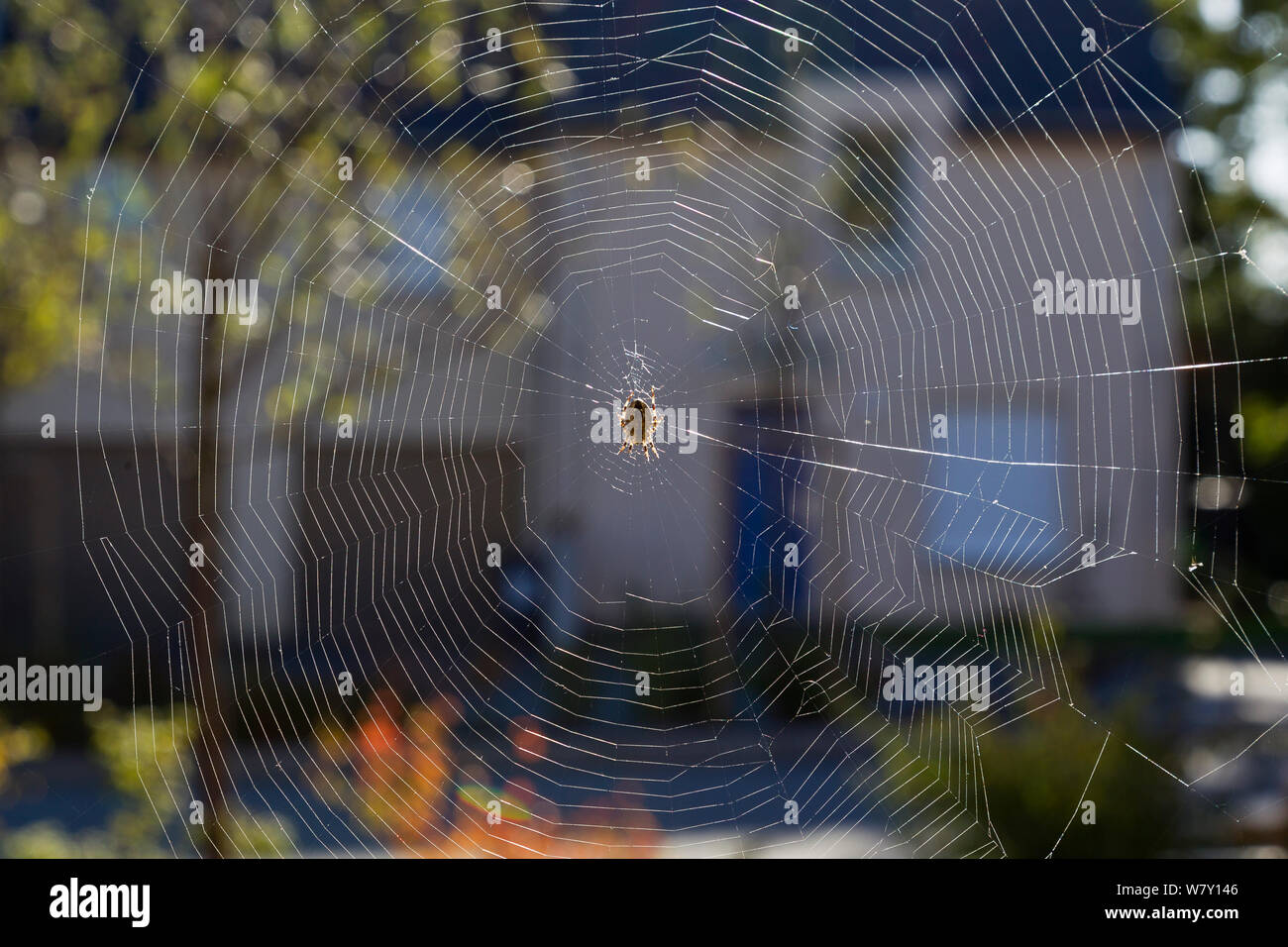 Garden spider / cross spider (Araneus diadematus) on web in urban street, France, October. Stock Photo