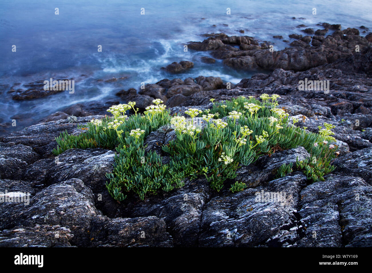 Rock samphire (Crithmum maritimum) on coast, Morbihan, Brittany, France, August 2006. Stock Photo