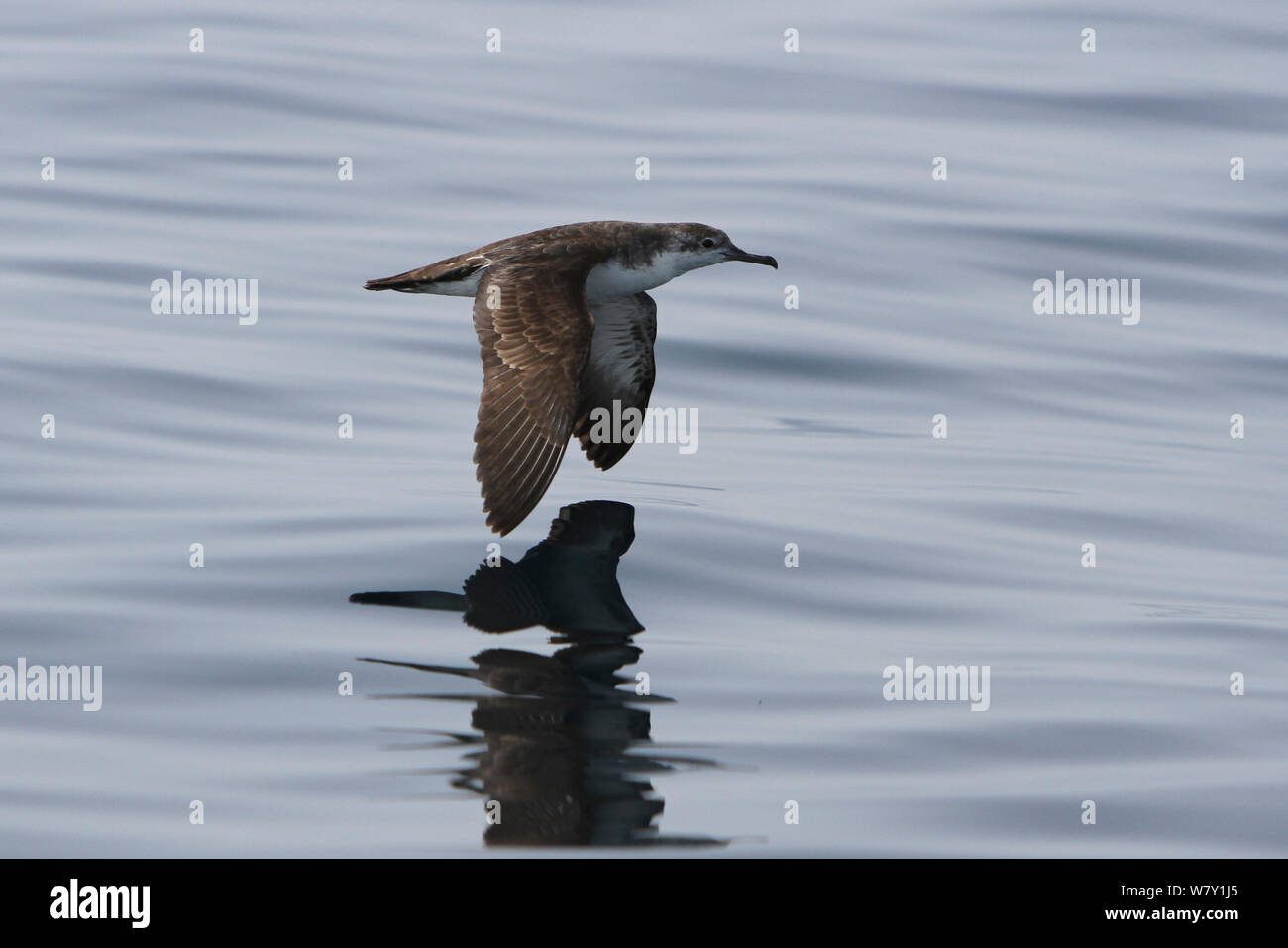 Persian shearwater (Puffinus persicus) flying low over water, Oman, May. Stock Photo