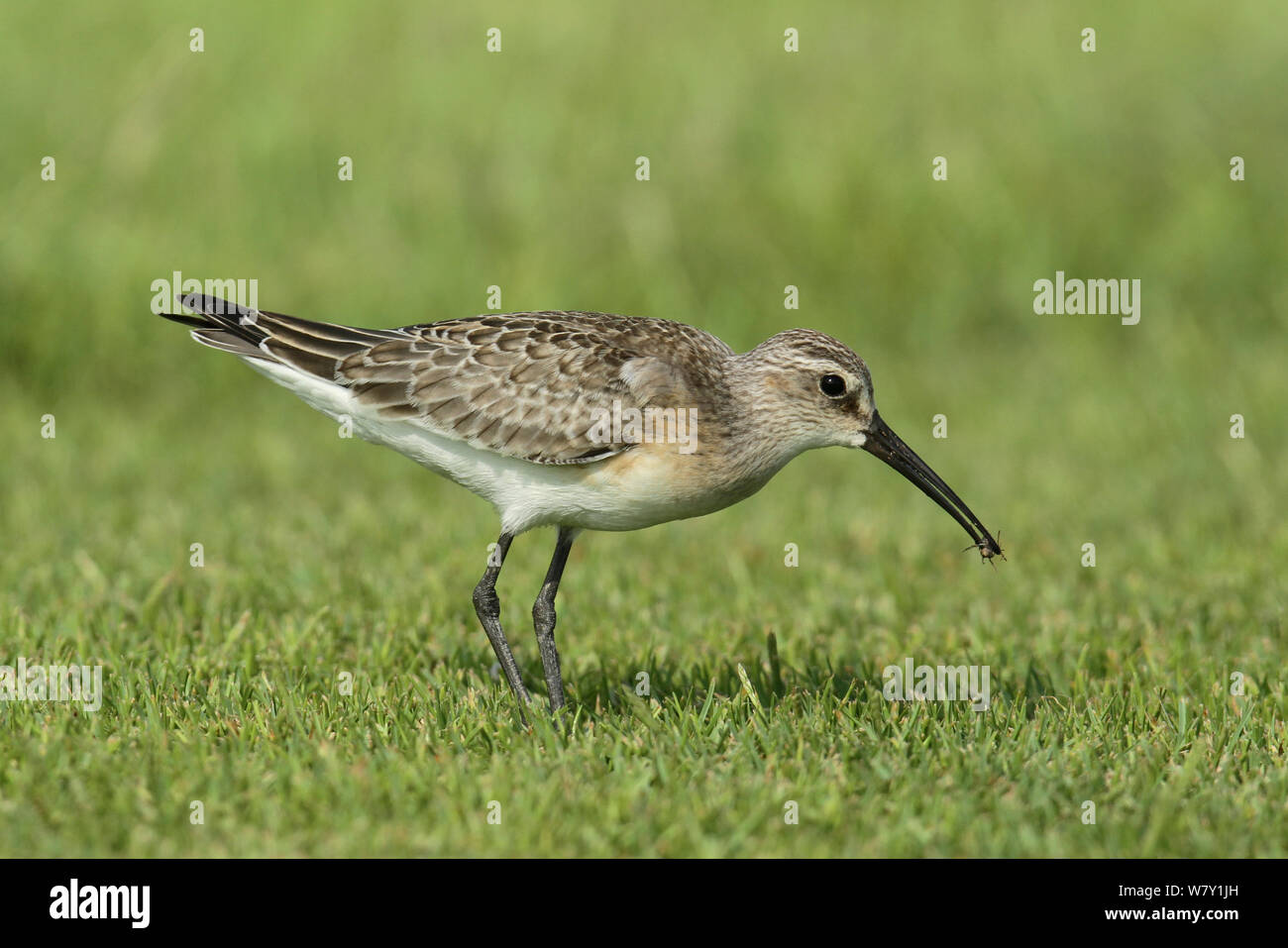Curlew sandpiper (Calidris ferruginea) with insect, Oman, September ...