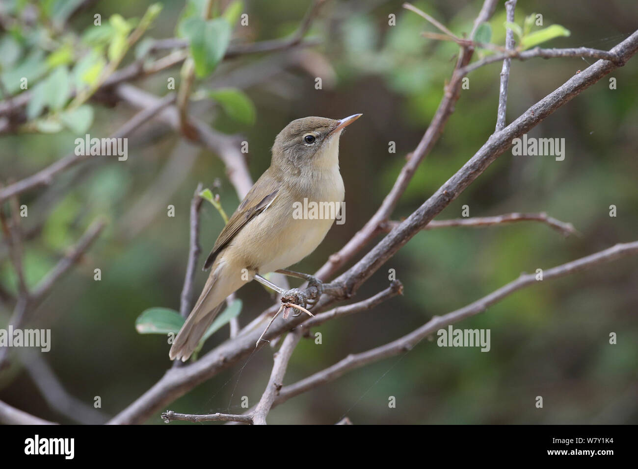 Booted warbler hi-res stock photography and images - Alamy