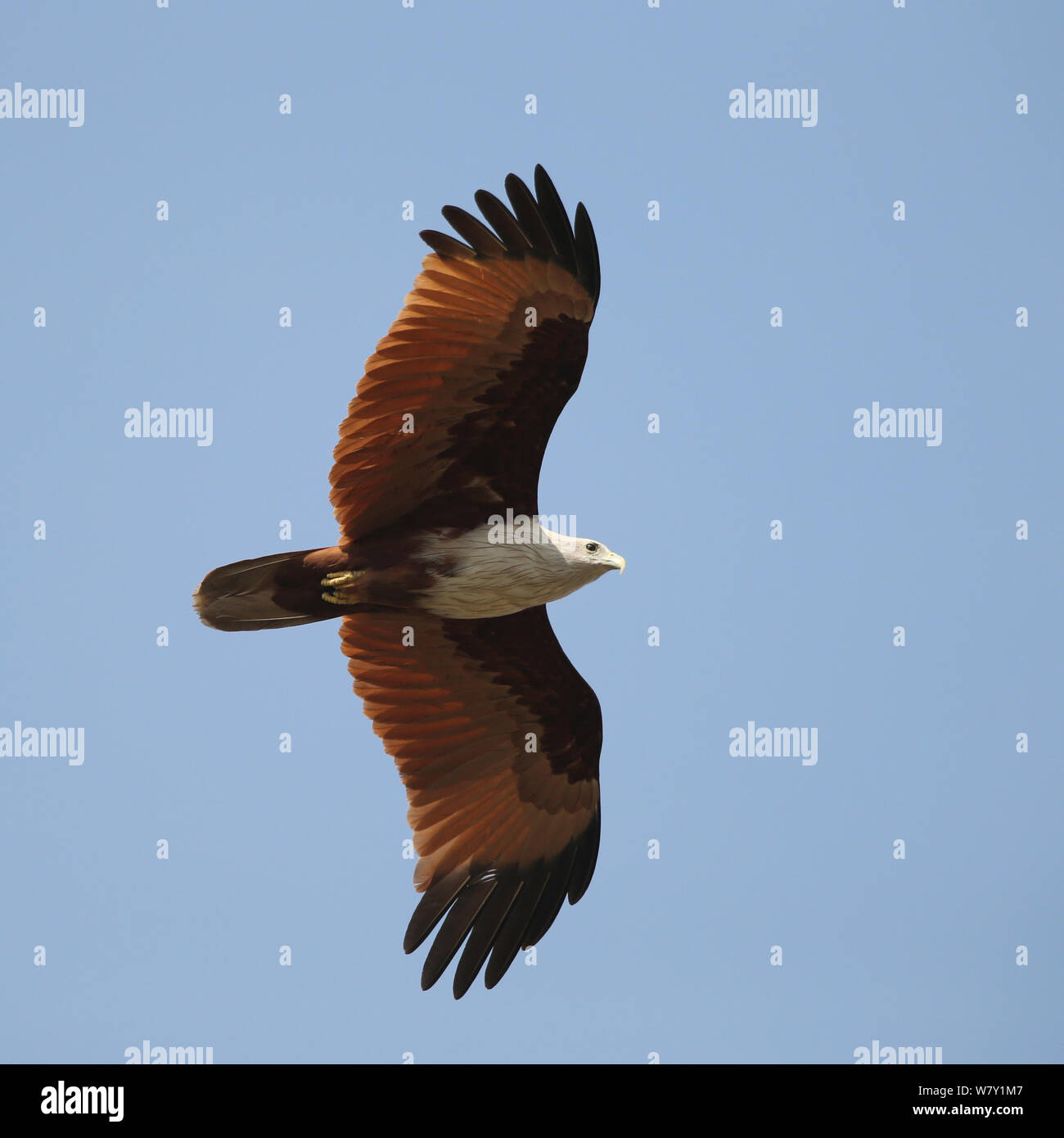 Brahminy kite (Haliastur indus) in flight, India, January Stock Photo