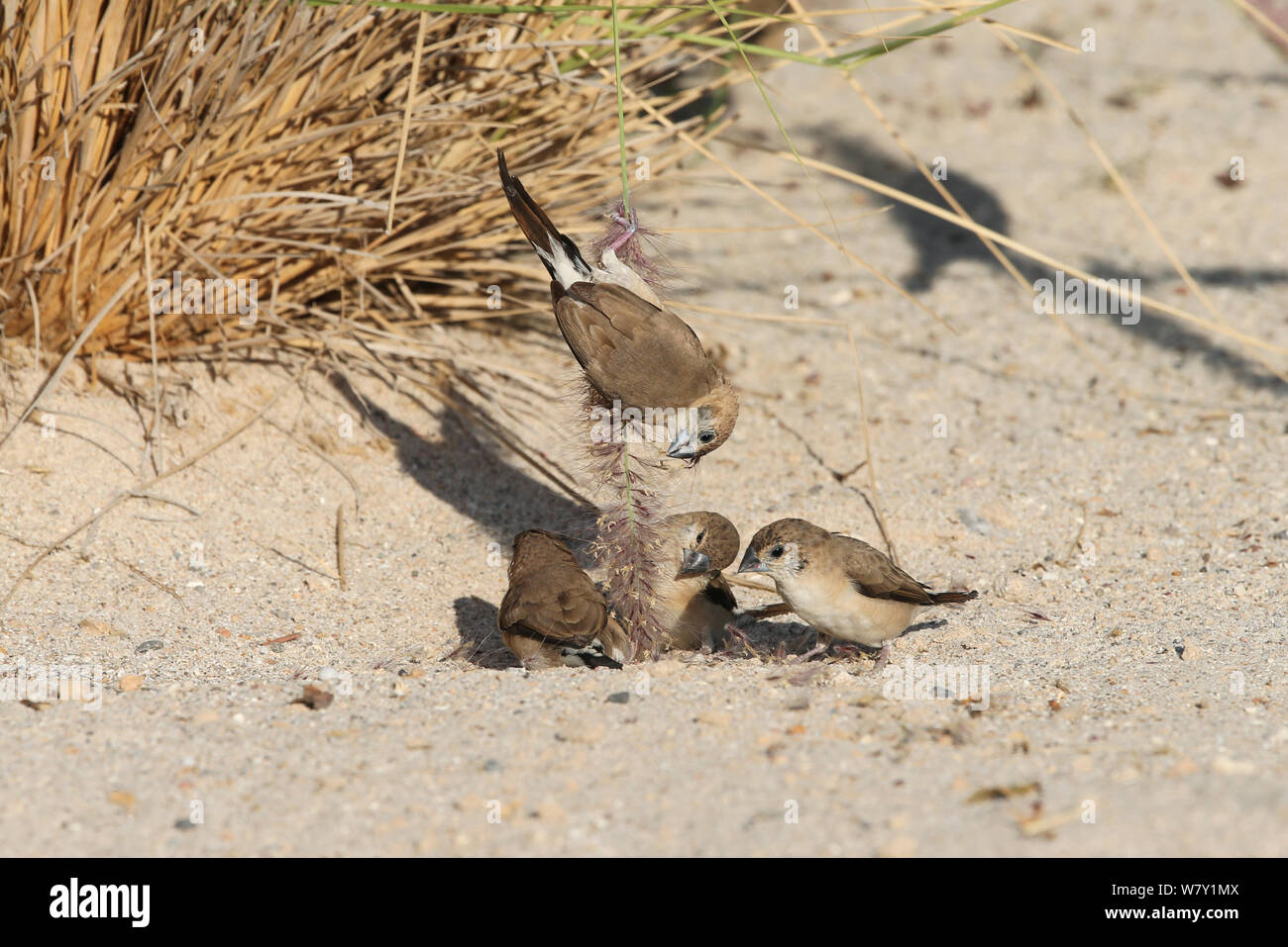 Indian silverbill (Euodice malabarica/ Lonchura malabarica) feeding, Oman, December. Stock Photo
