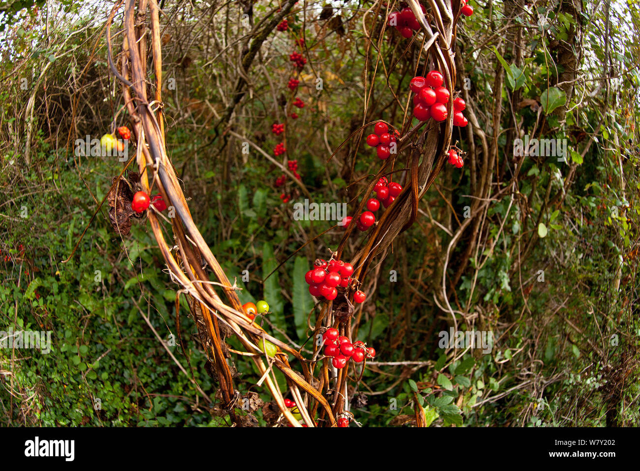 Black Bryony (Tamus communis), with berries, Oxwich Bay, Gower peninsula, Wales, UK, October. Stock Photo