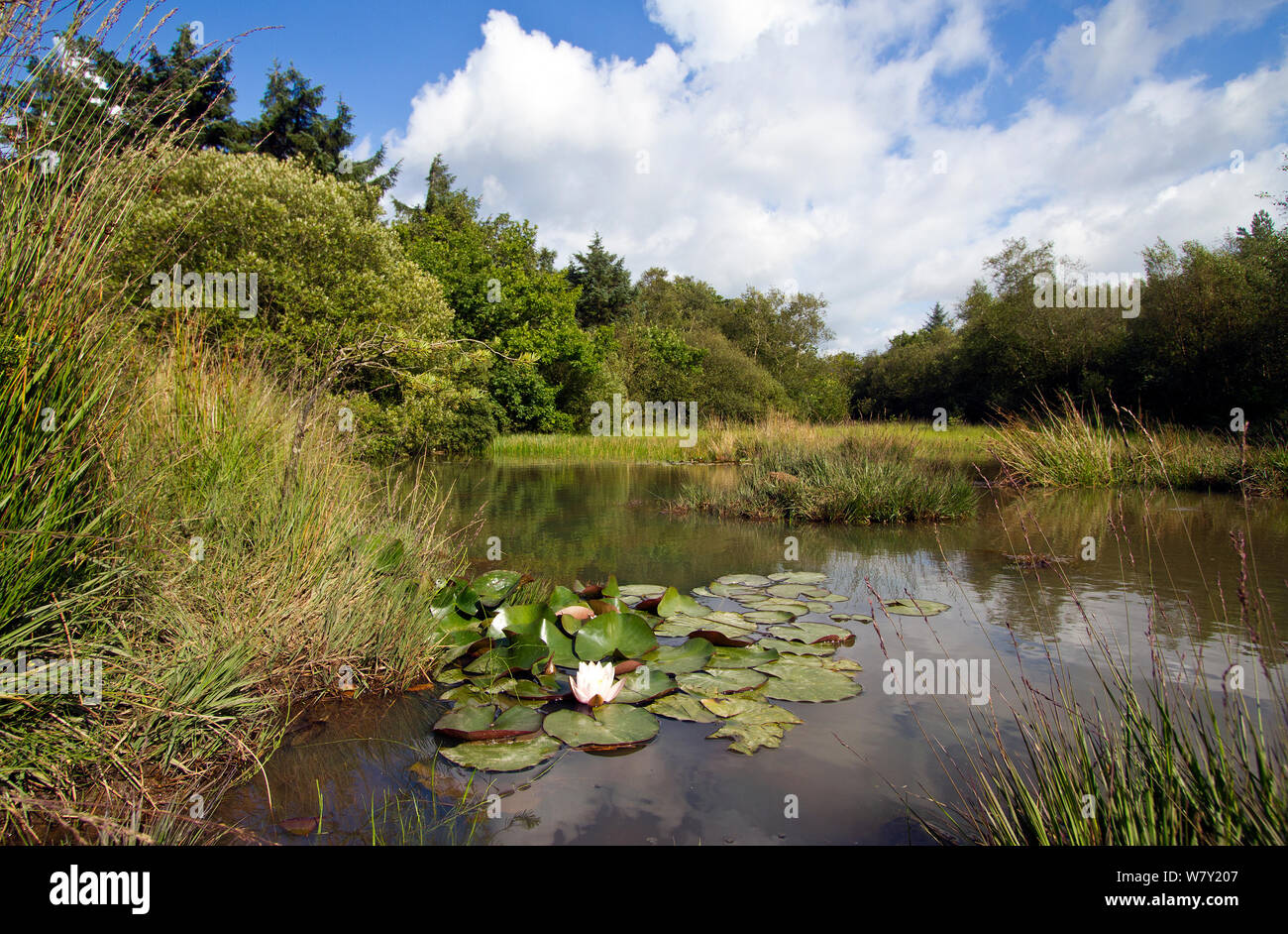 Small pond with aquatic and marsh plants, including European White Waterlily (Nymphaea alba), West Harptree woods, Mendip Hills, Somerset, UK, August. Stock Photo