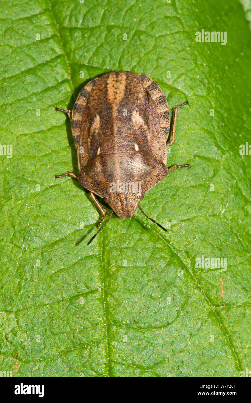 Tortoise bug (Eurygaster testudinaria)  Brockley cemetery, Lewisham, London, England, UK. April Stock Photo
