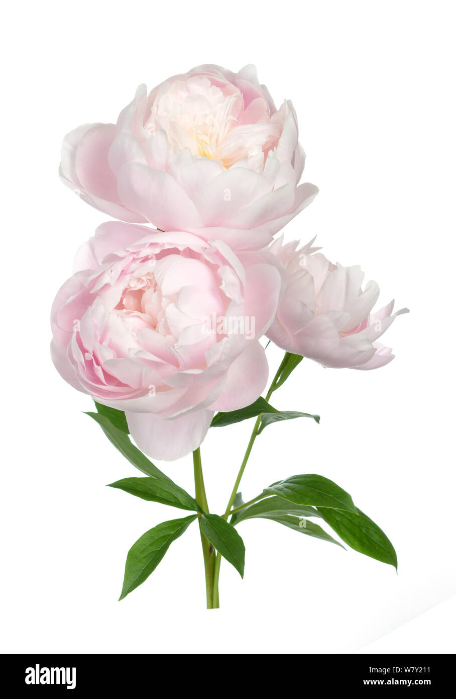 Beautiful peony flower isolated on white background Stock Photo - Alamy