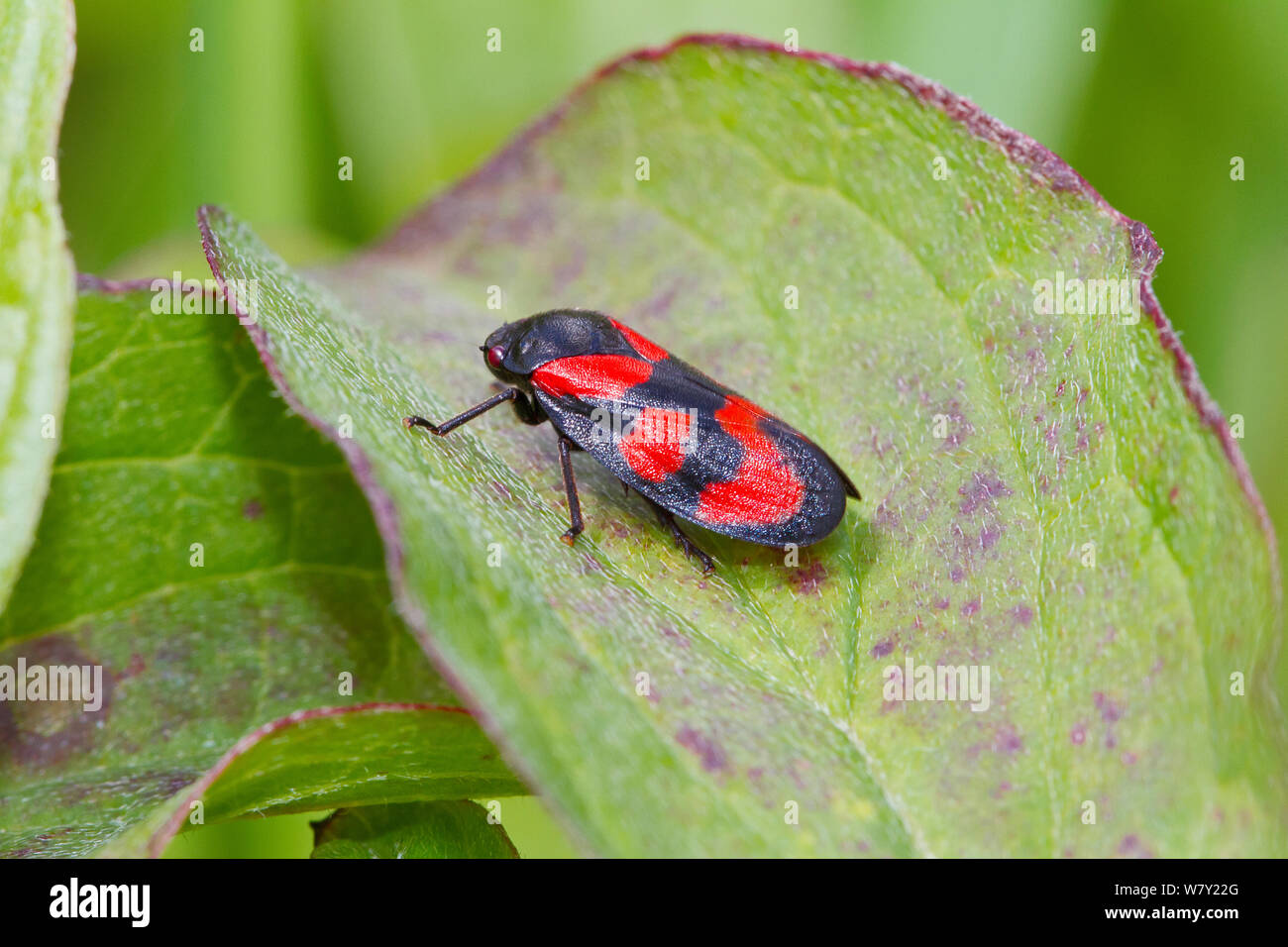 Red-and-black Froghopper (Cercopis vulnerata) Hutchinson&#39;s Bank, New Addington, South London,  England, UK, May Stock Photo