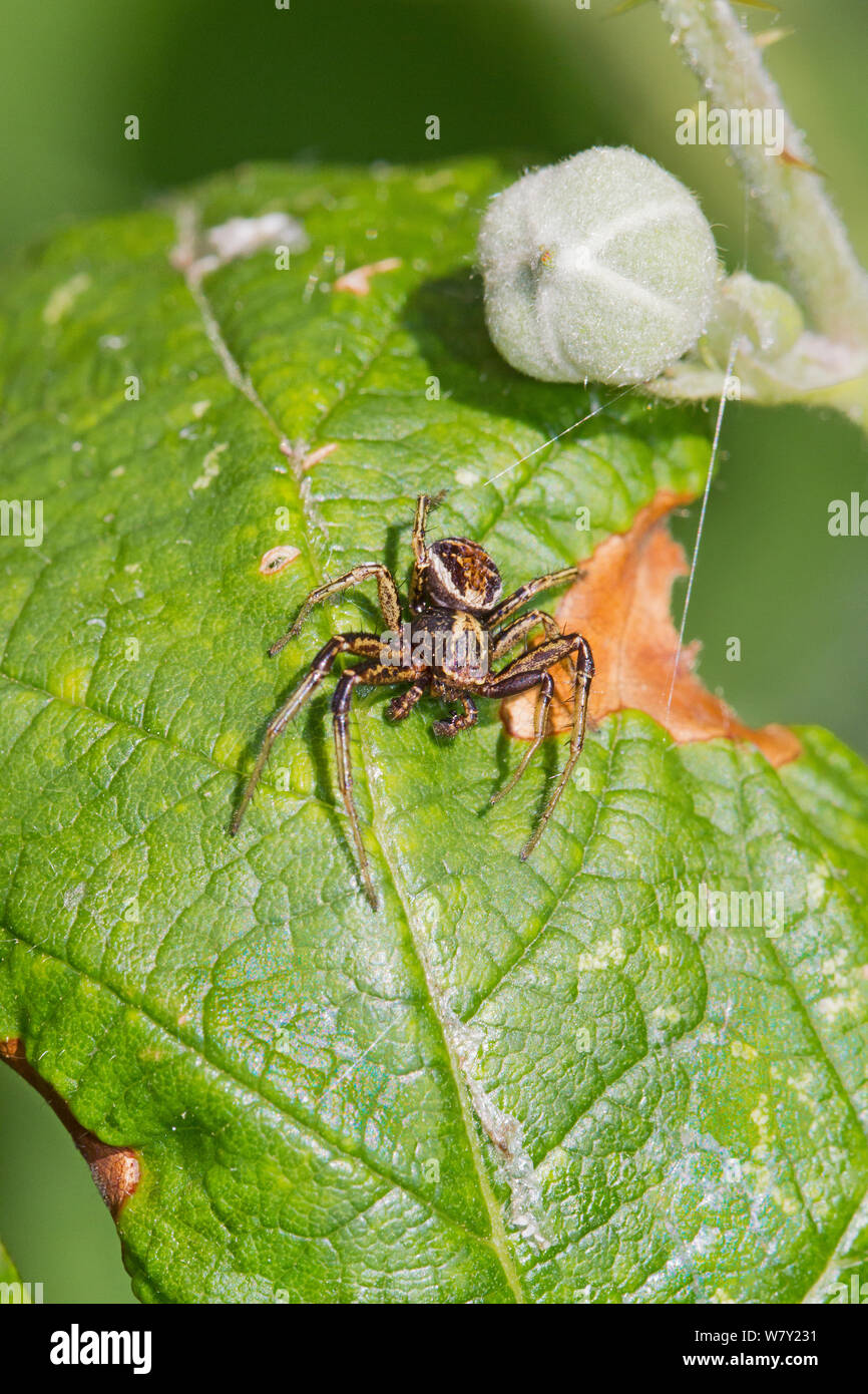 Male Crab Spider (Xysticus cristatus) Lewisham, London, England, UK. June Stock Photo Alamy