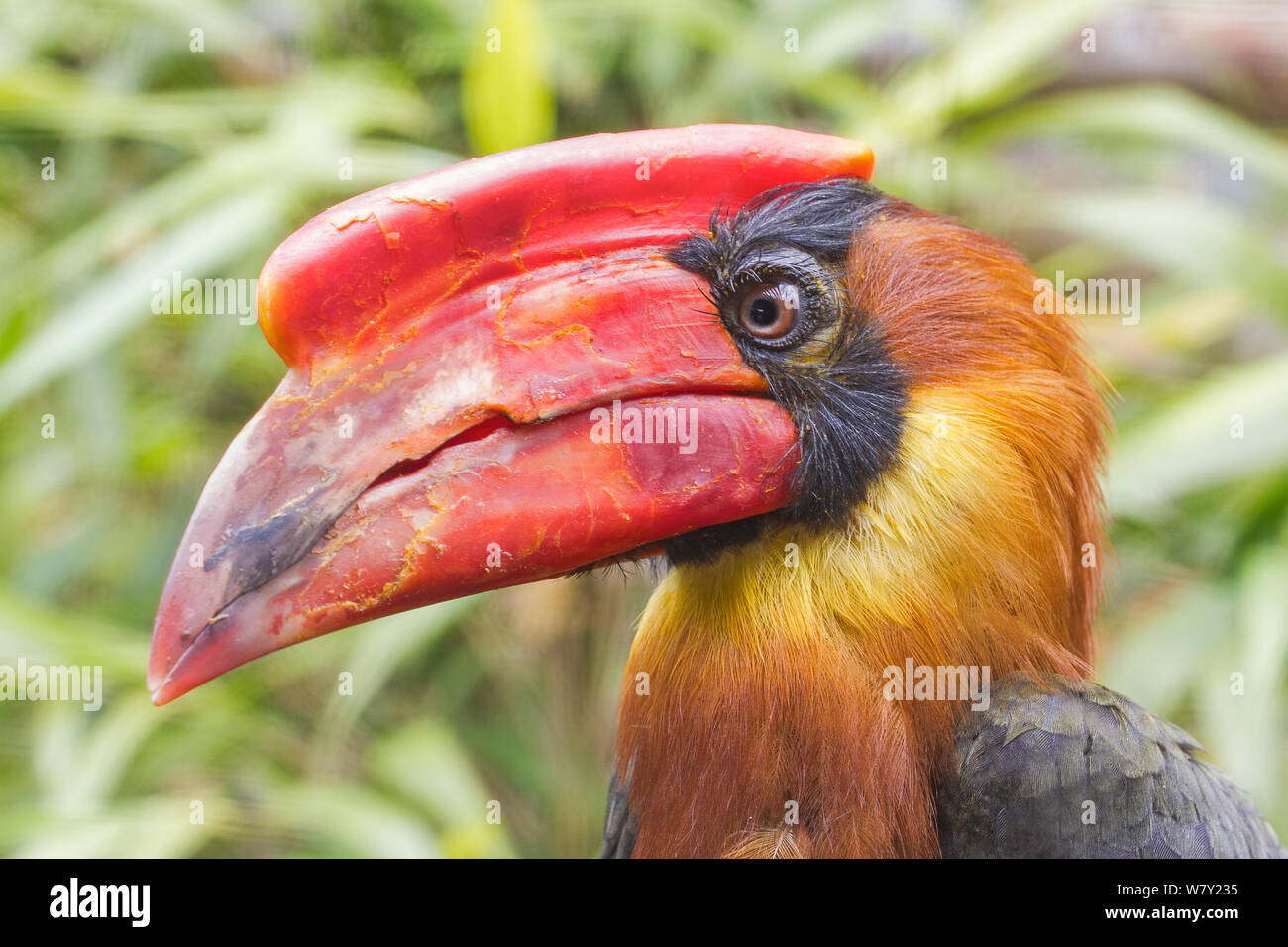 Male Rufous Hornbill (Buceros hydrocorax) captive occurs in the Philippines. Stock Photo