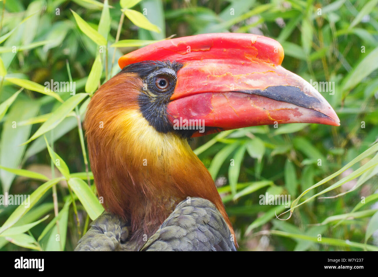 Male Rufous Hornbill (Buceros hydrocorax) captive occurs in the Philippines. Stock Photo