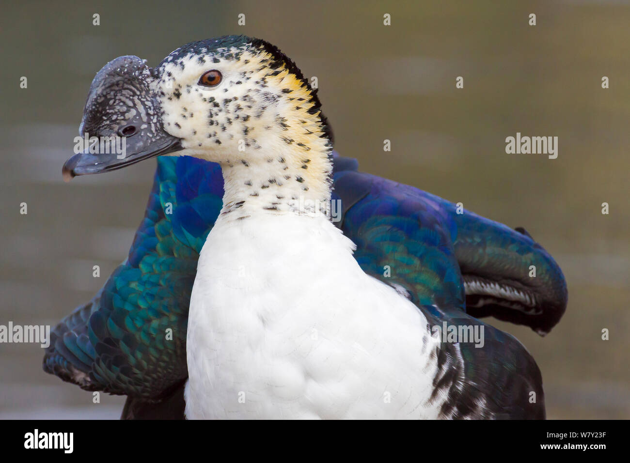 sarkidiornis melanotos sylvicola Male South American Comb Duck (Sarkidiornis melanotos sylvicola) captive  occurs in South America Stock Photo