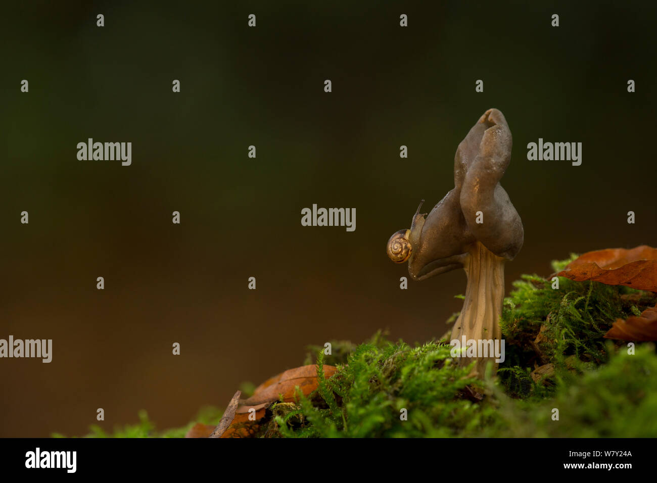 Snail on elfin Saddle fungus (Helvella lacunosa), Longshaw, Derbyshire, UK. Stock Photo