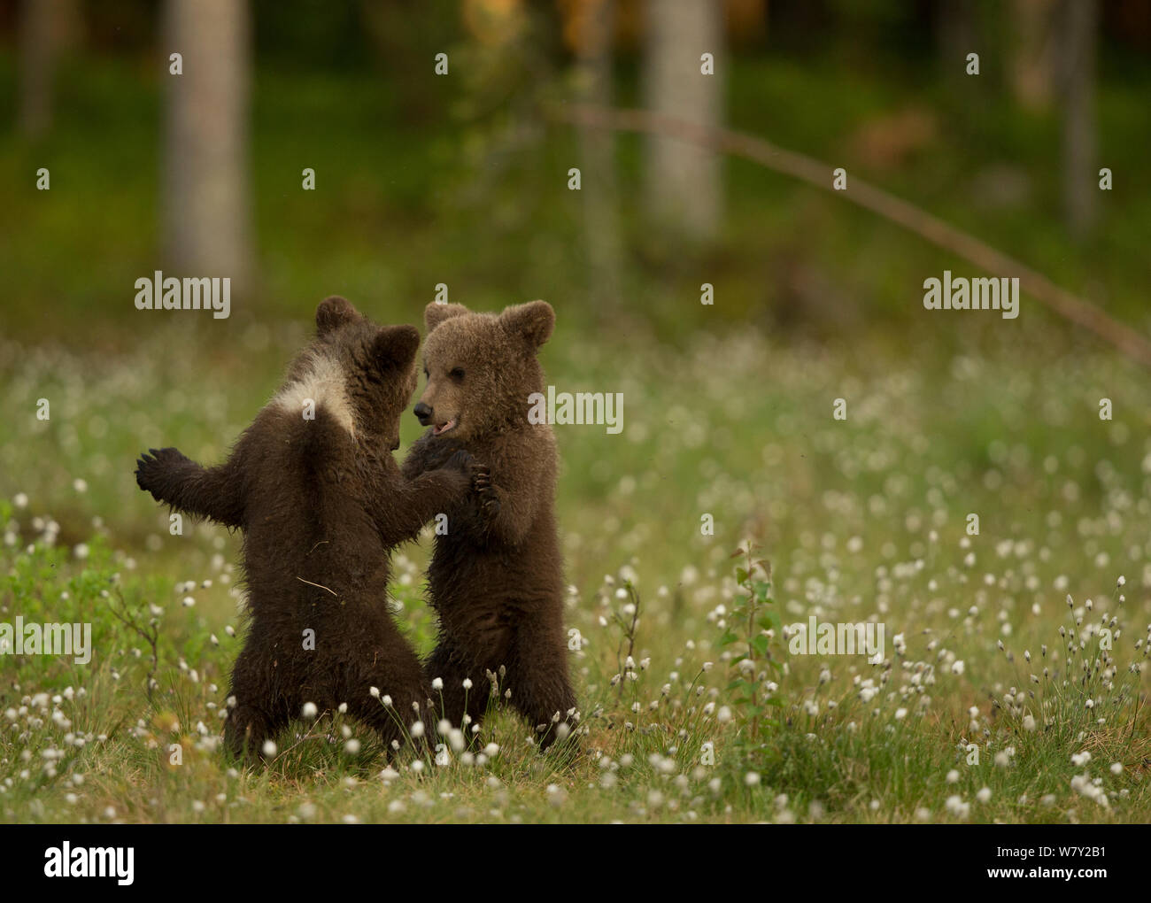 European brown bear (Ursus arctos arctos) cubs play fighting in Cottongrass (Eriophorum), Finland. Stock Photo